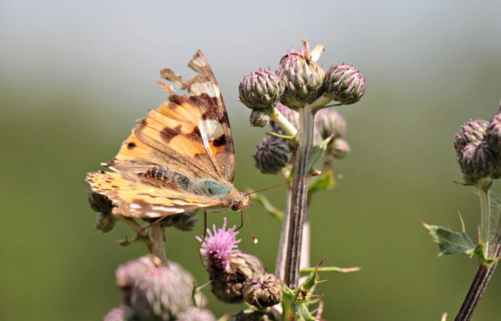 Canon EOS 550D (EOS Rebel T2i / EOS Kiss X4) sample photo. Insect, nature, invertebrate, flower photography