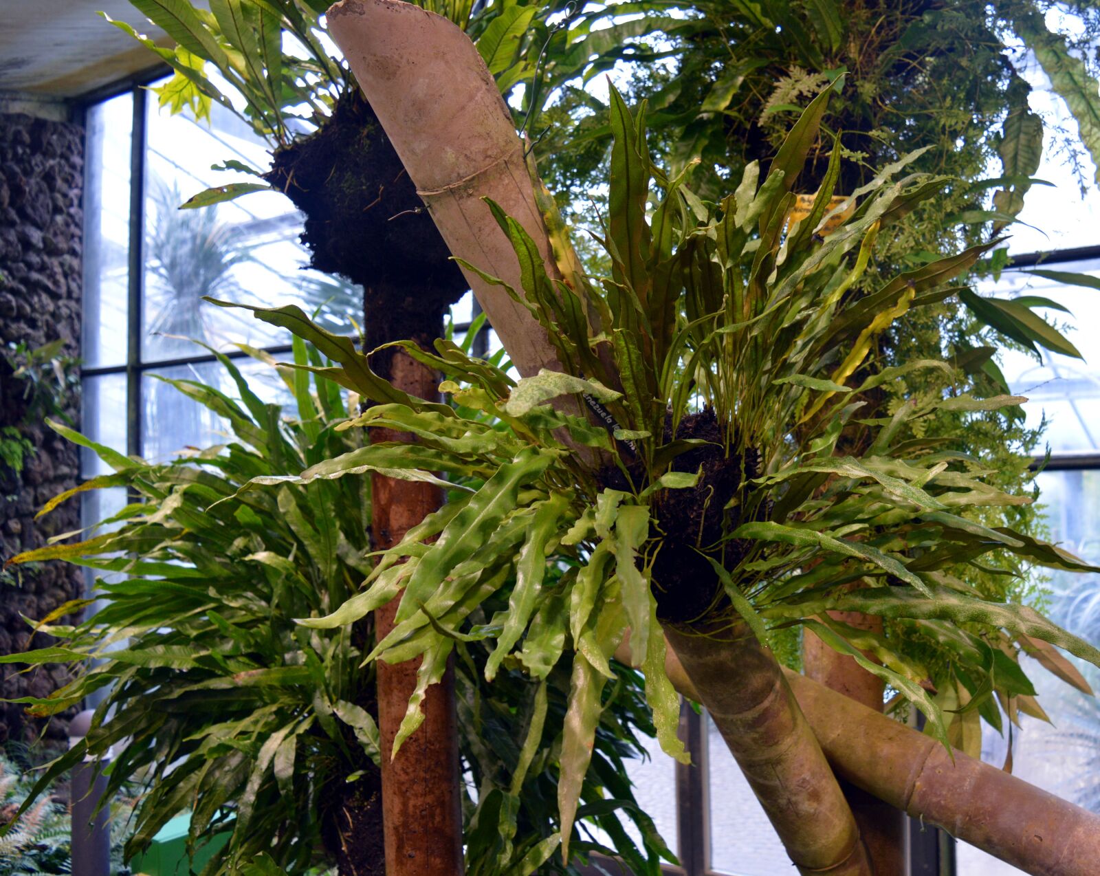 Nikon D3200 sample photo. Fern, green, nature photography