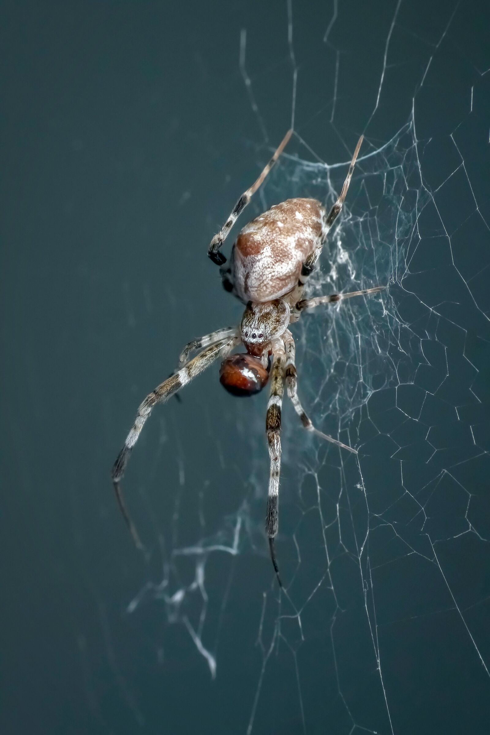 Canon EF 100mm F2.8L Macro IS USM sample photo. Spider, insect, macro photography