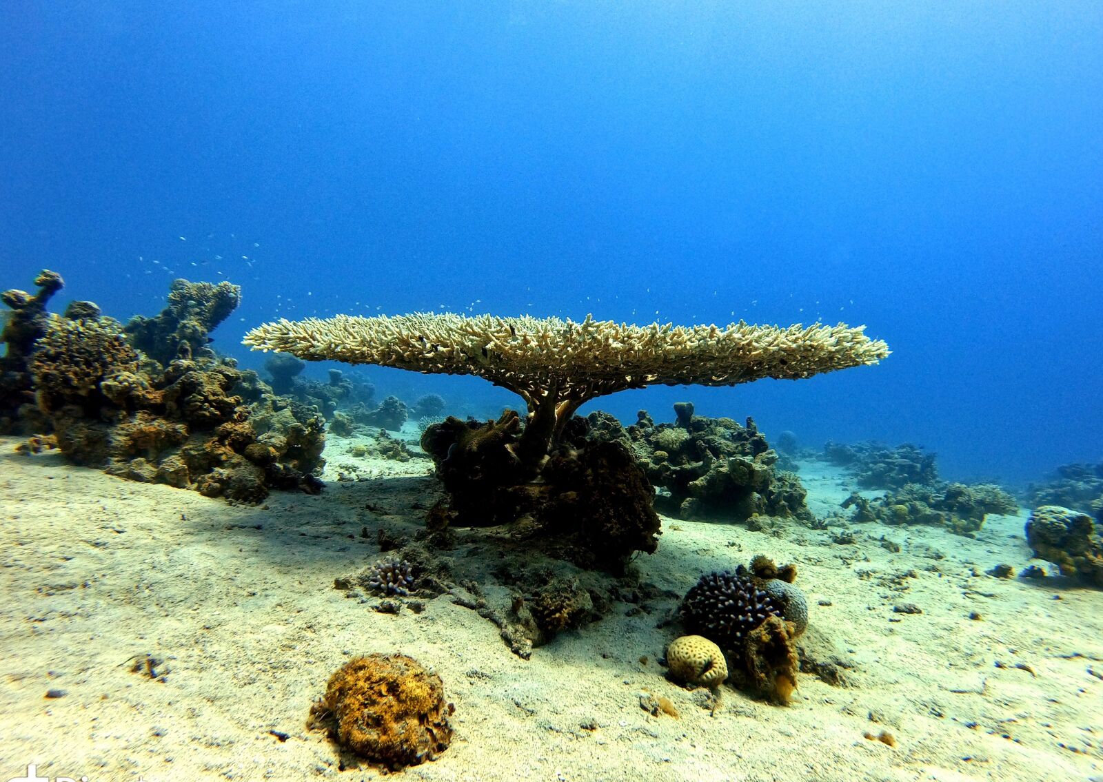 GoPro Hero7 Black sample photo. Wild, wilderness, coral photography
