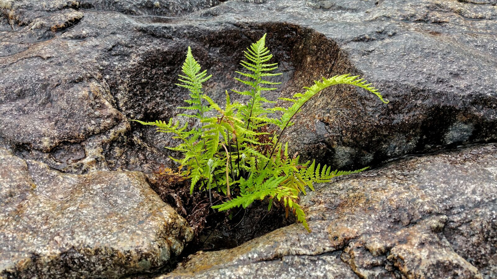 Samsung Galaxy Note4 sample photo. Plant, rock, crack photography