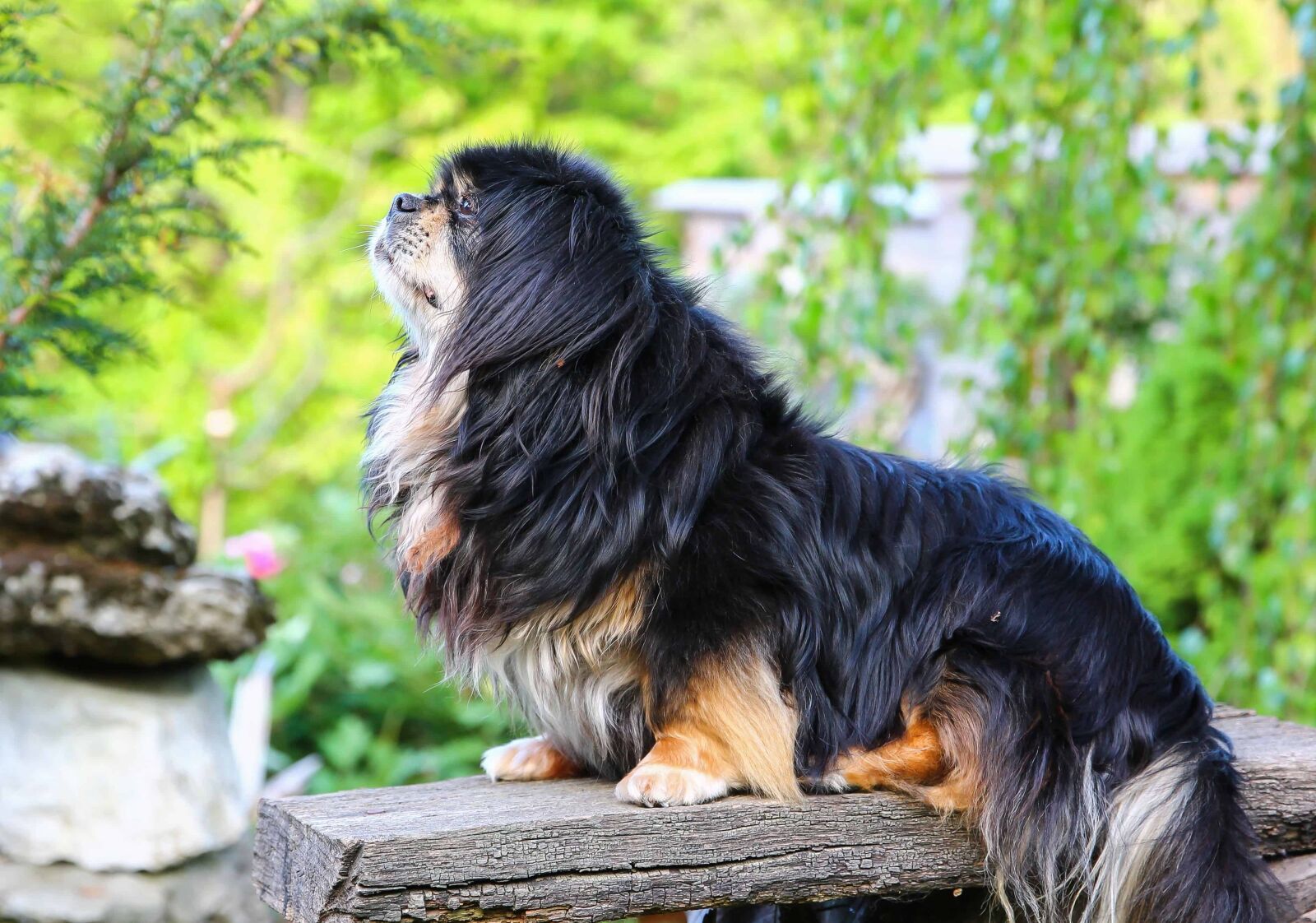 Canon EOS 1100D (EOS Rebel T3 / EOS Kiss X50) sample photo. Dog, cute, animal, pet photography