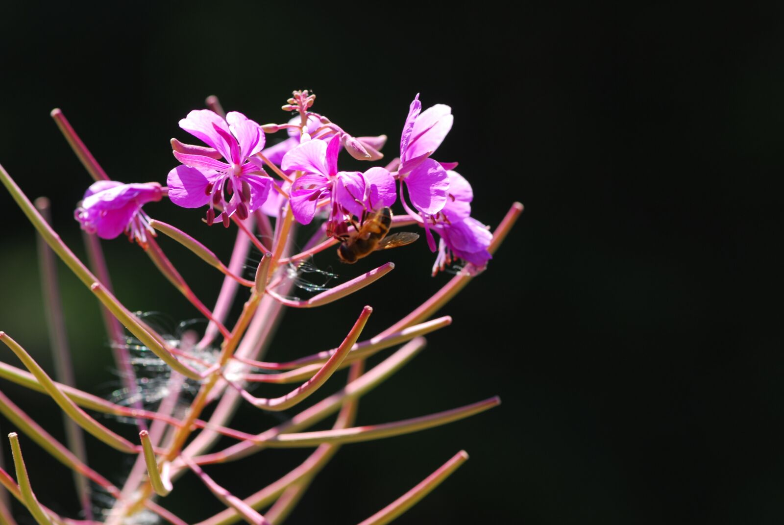Nikon D200 sample photo. Flower, mountain flowers, lilac photography