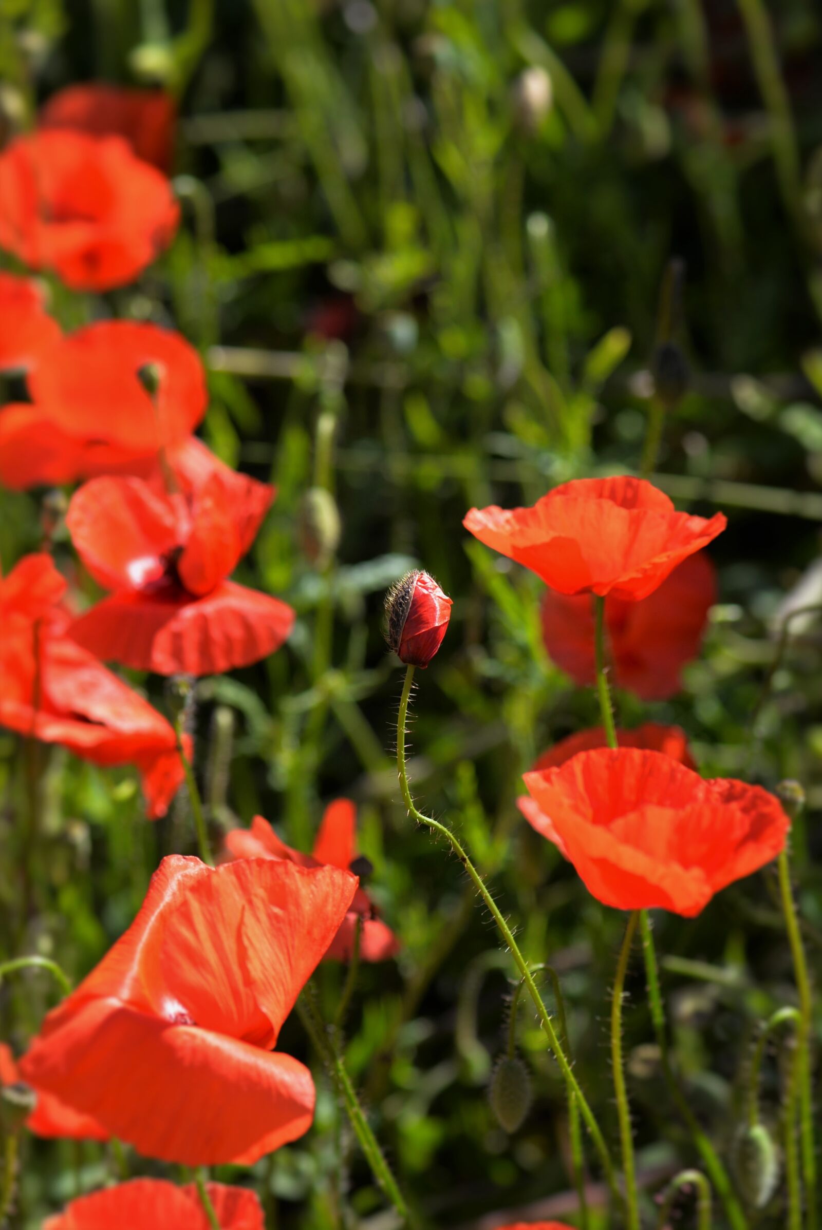 Nikon D610 sample photo. Poppies, capsule, red photography