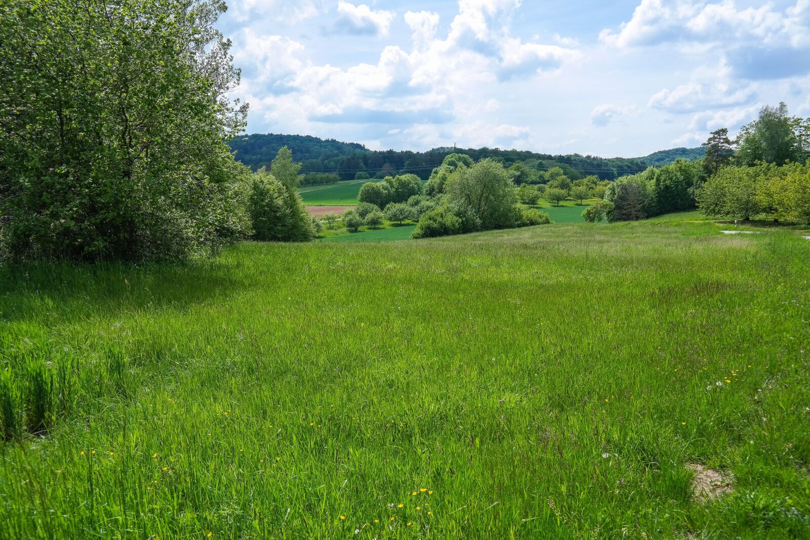 Samsung NX300 sample photo. Field, meadow, grass photography