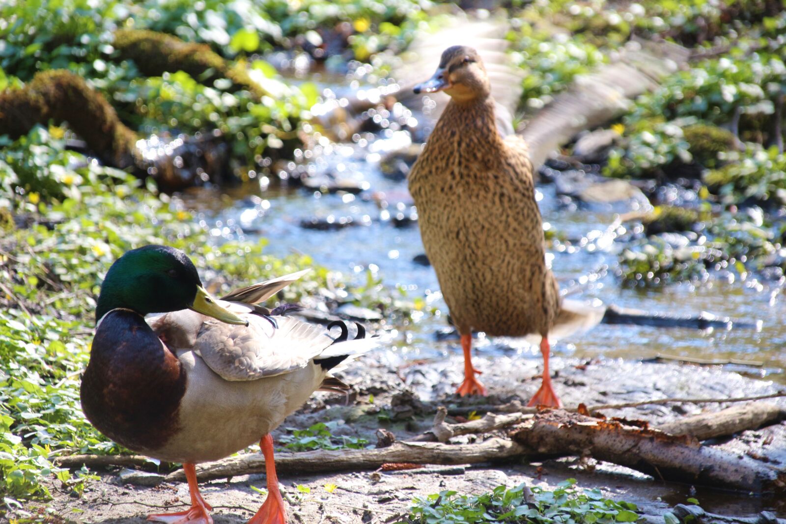 Canon EOS 700D (EOS Rebel T5i / EOS Kiss X7i) sample photo. Duck, water, bird photography