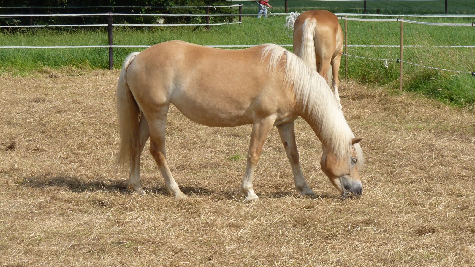 Panasonic Lumix DMC-FZ35 (Lumix DMC-FZ38) sample photo. Animal, horse, haflinger photography