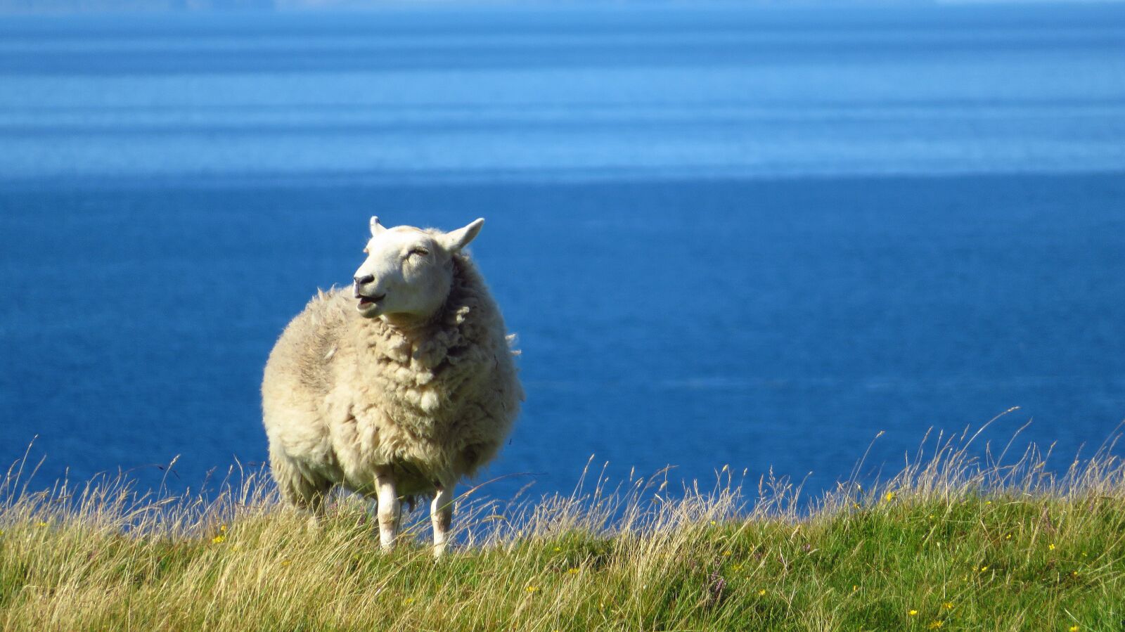 Canon PowerShot SX720 HS sample photo. Sheep, sea, grass photography