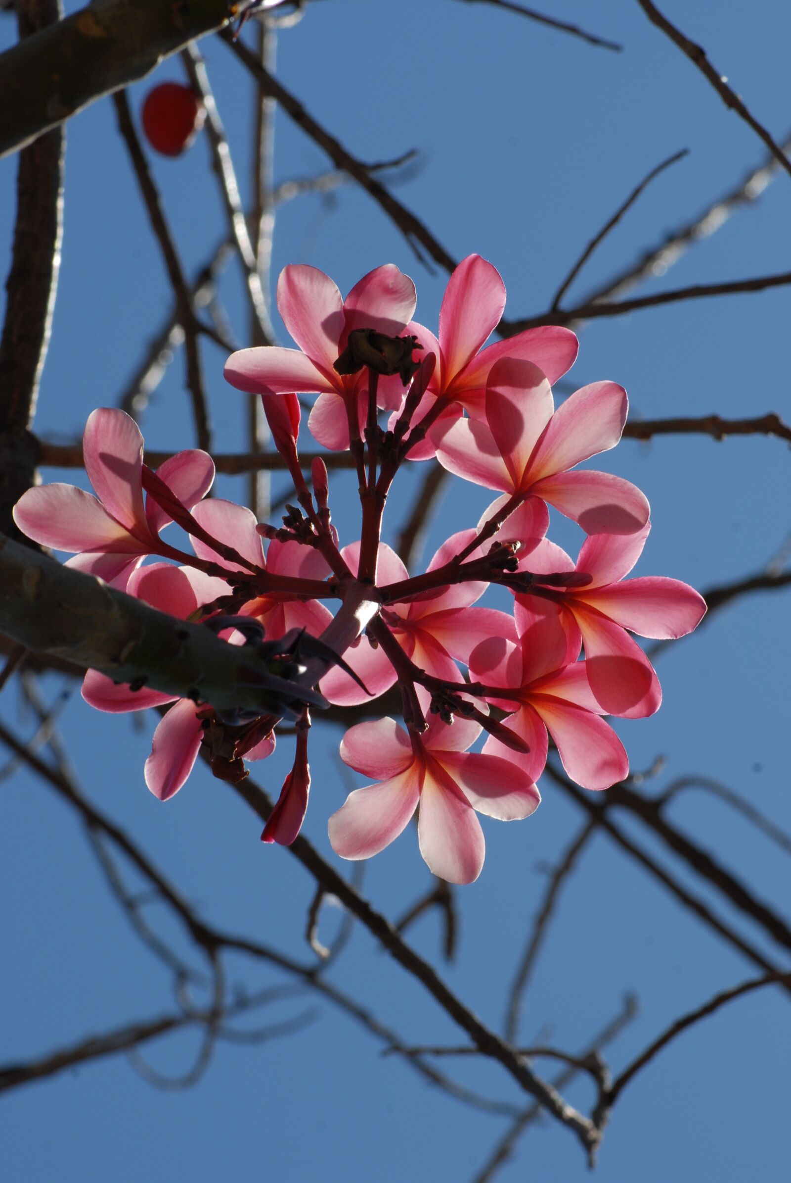 Nikon D200 sample photo. Flower, flora, nature photography