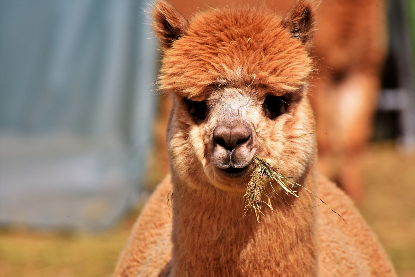 Nikon D7200 sample photo. Alpaca, camel, furry photography