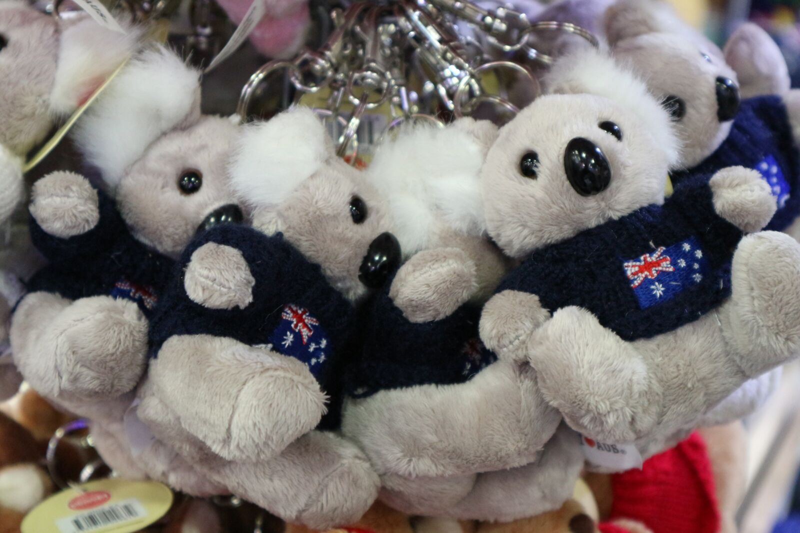Canon EOS M10 sample photo. Koala, australia, gray photography