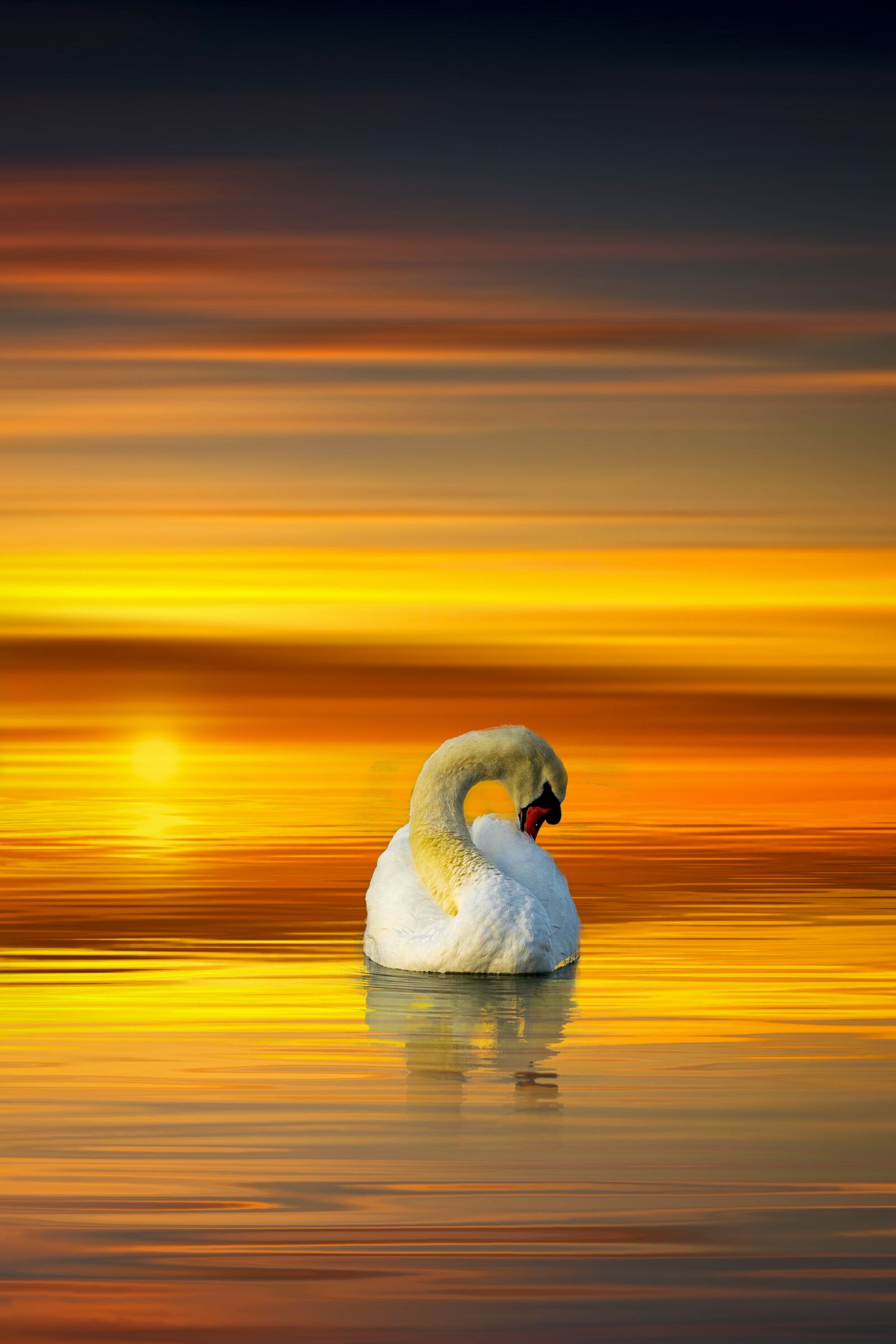 Sony FE 70-200mm F4 G OSS sample photo. Swan, sunrise, swans photography