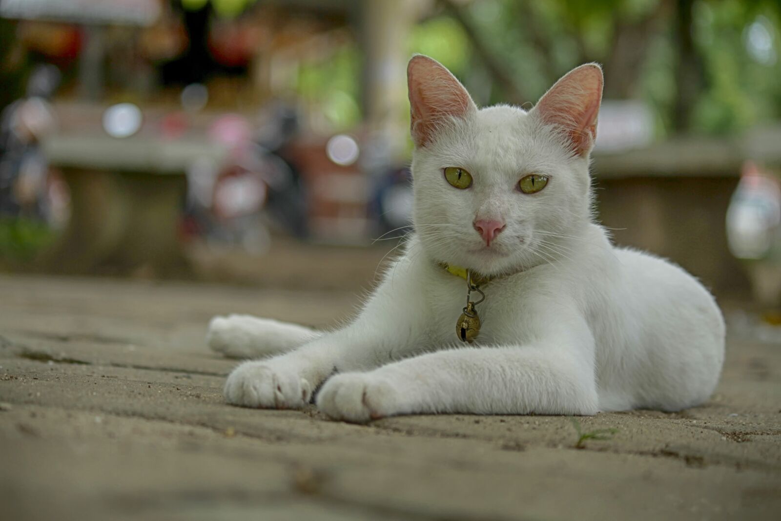 Canon EOS 7D sample photo. Animals, cat, pet photography
