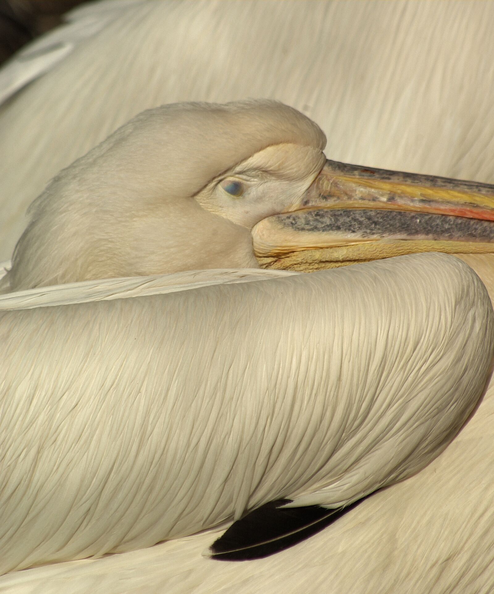 Pentax K10D sample photo. Pelican, head, beak photography