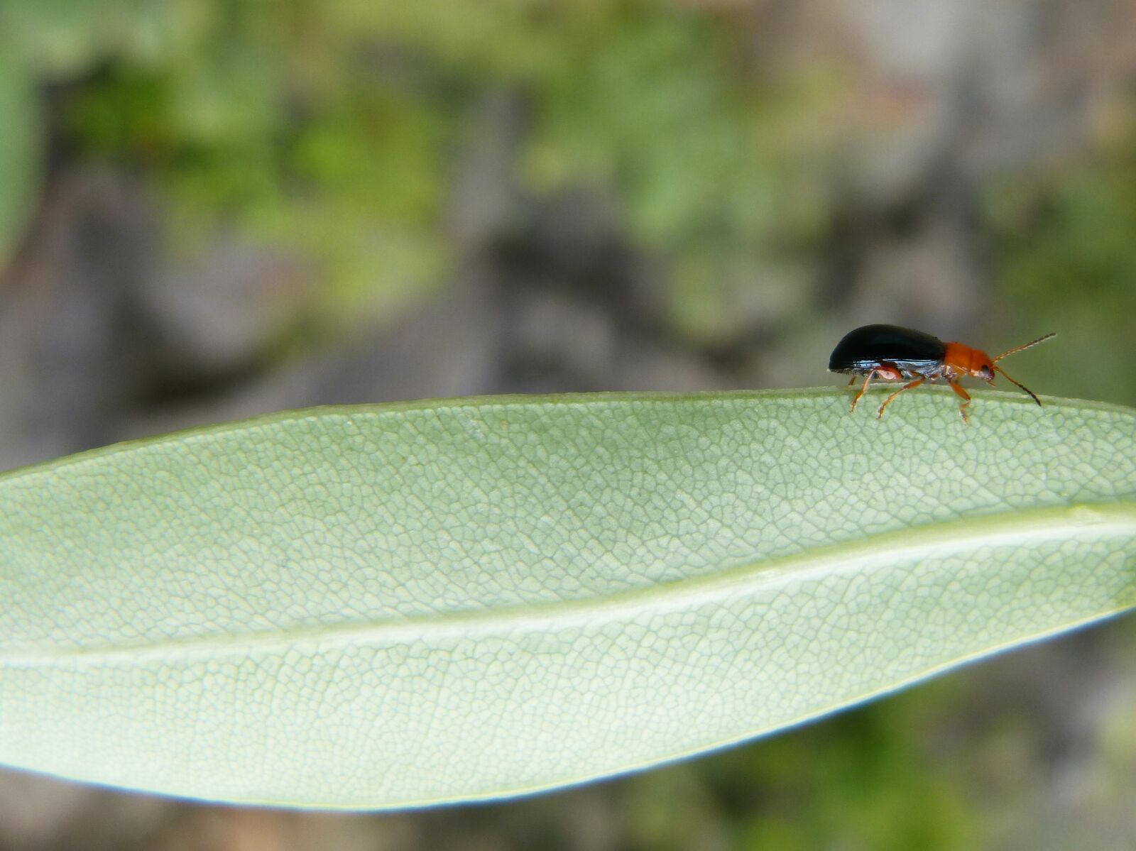 Panasonic DMC-FZ62 sample photo. Weevil, beetle, leaf photography