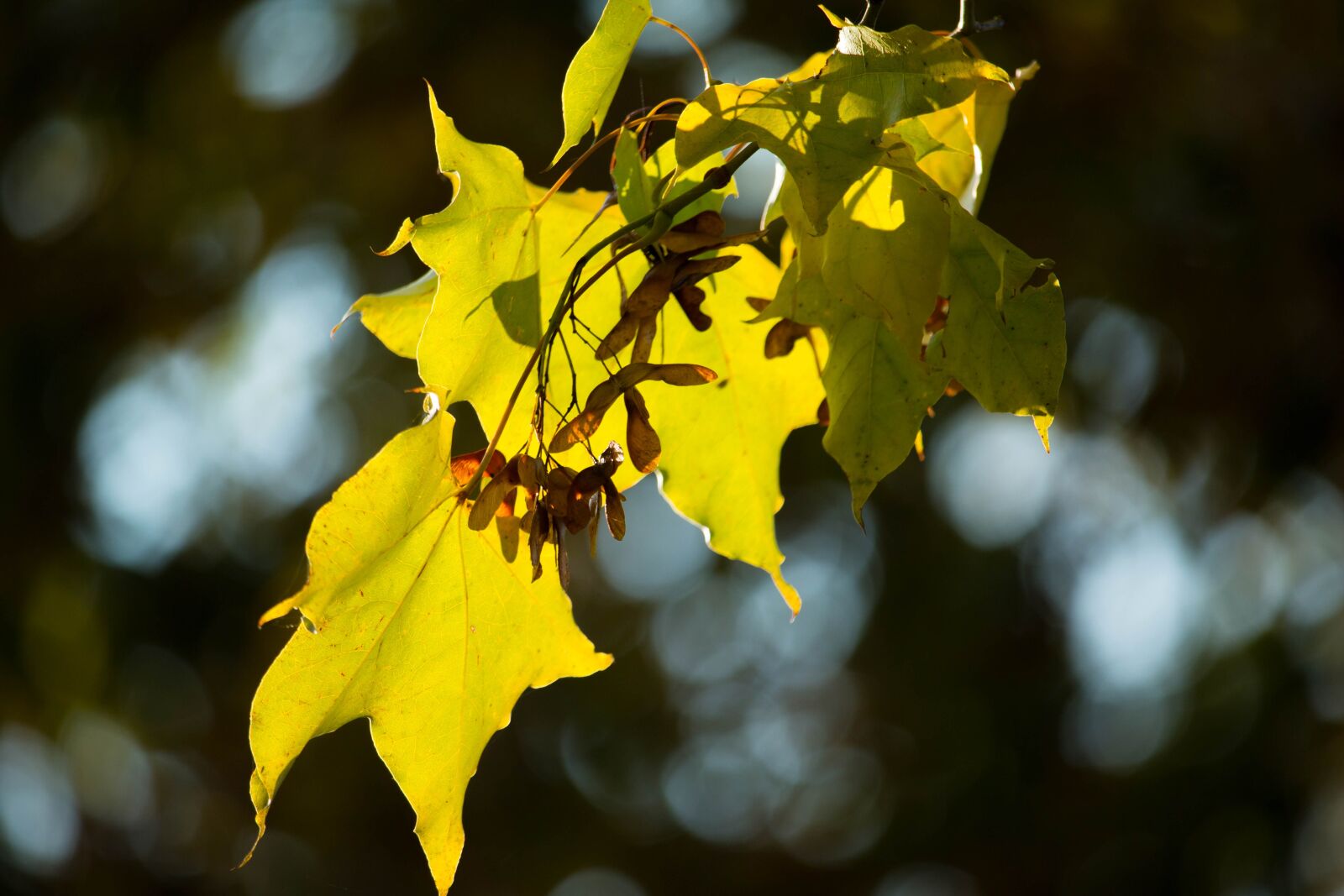 Canon EOS 70D + Canon EF-S 55-250mm F4-5.6 IS STM sample photo. Autumn, leaf, yellow photography