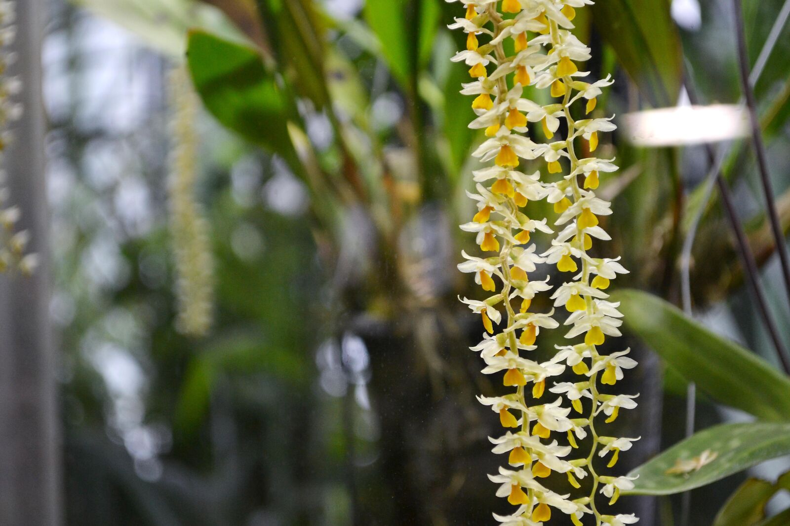 Nikon D3100 sample photo. Plant, flower, nature photography