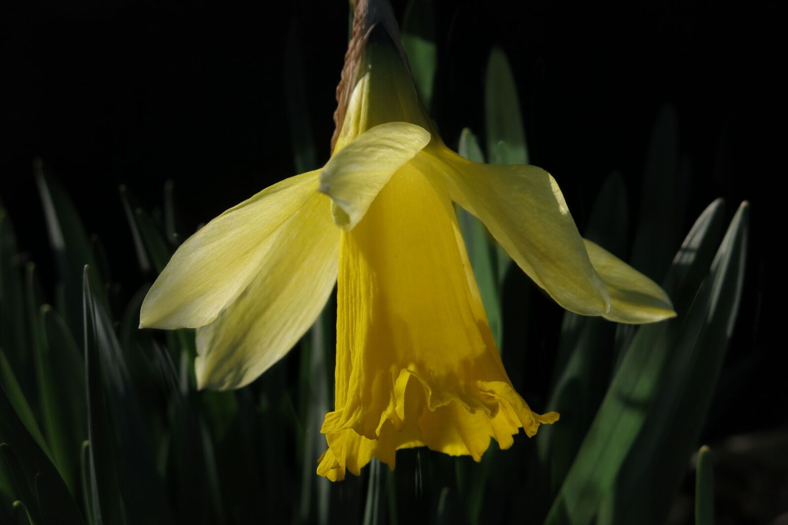 Canon PowerShot G15 sample photo. Narcissus, daffodil, yellow flower photography