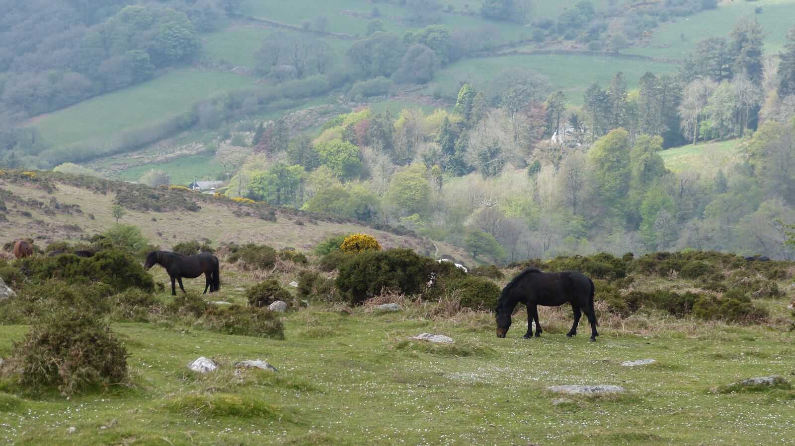 Panasonic Lumix DMC-FZ150 sample photo. Exmoor ponies, exmoor, country photography