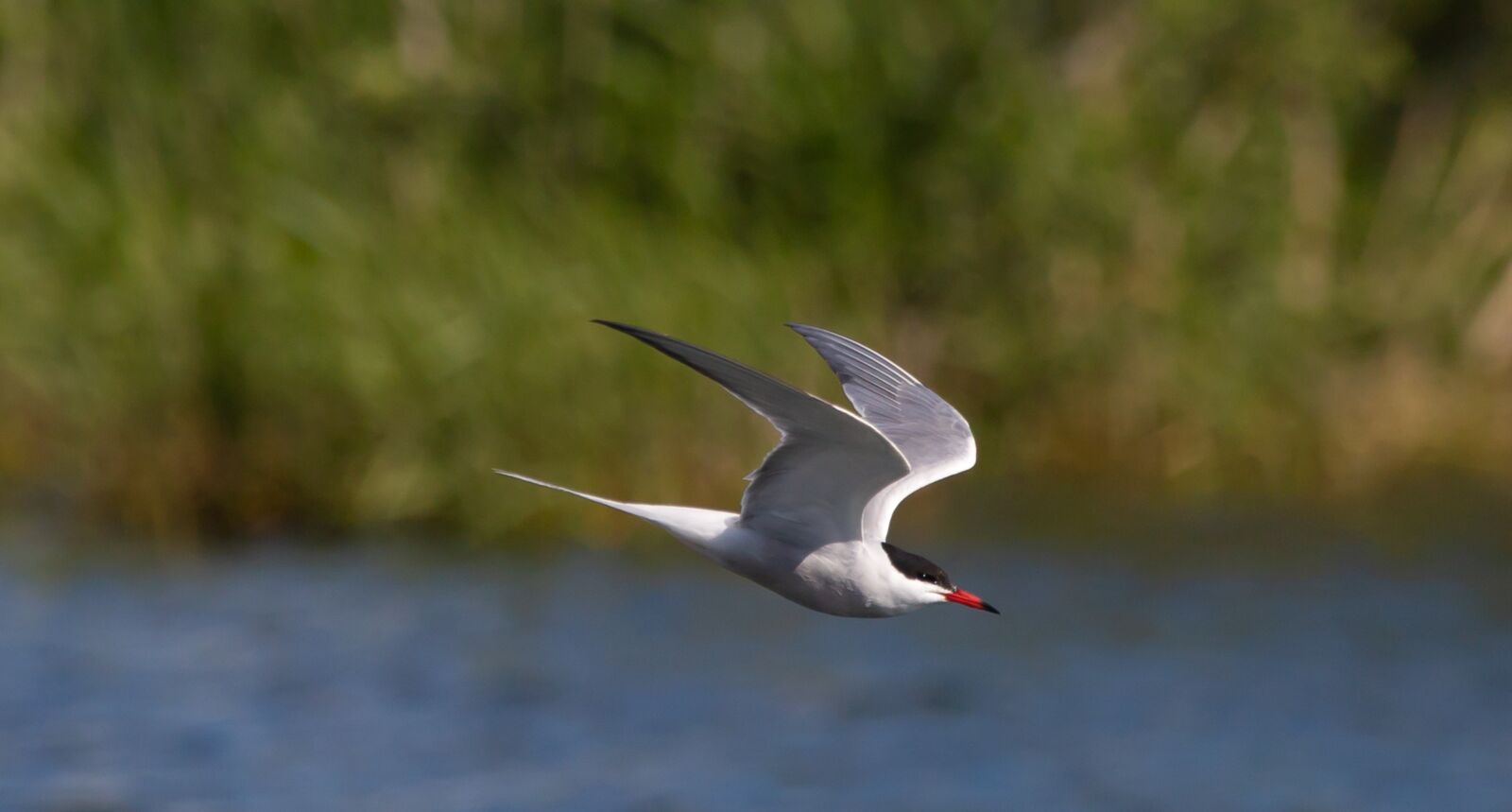 150-600mm F5-6.3 DG OS HSM | Contemporary 015 sample photo. Common tern, tern, sea photography