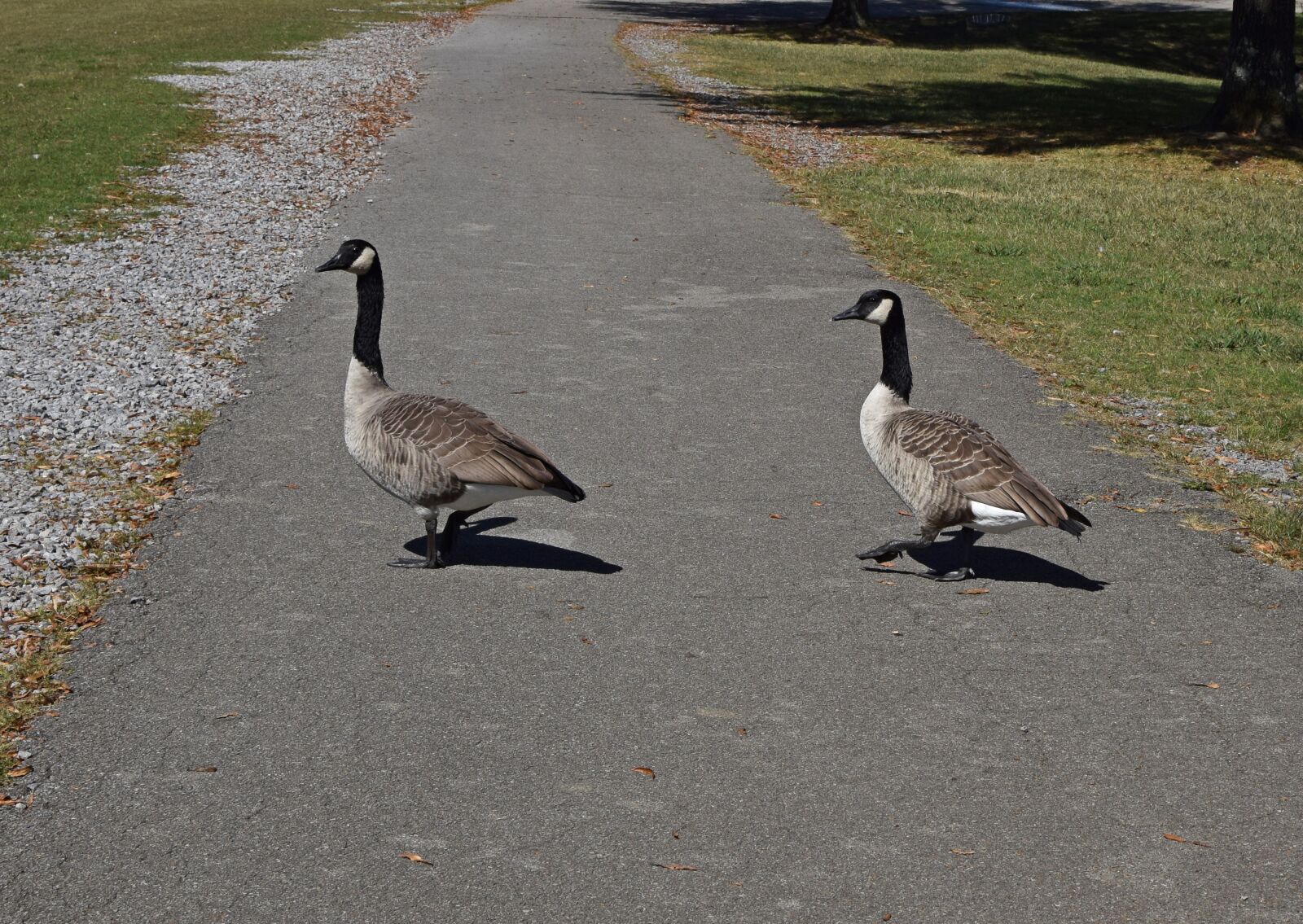 Nikon D3300 sample photo. Geese marching canada goose photography