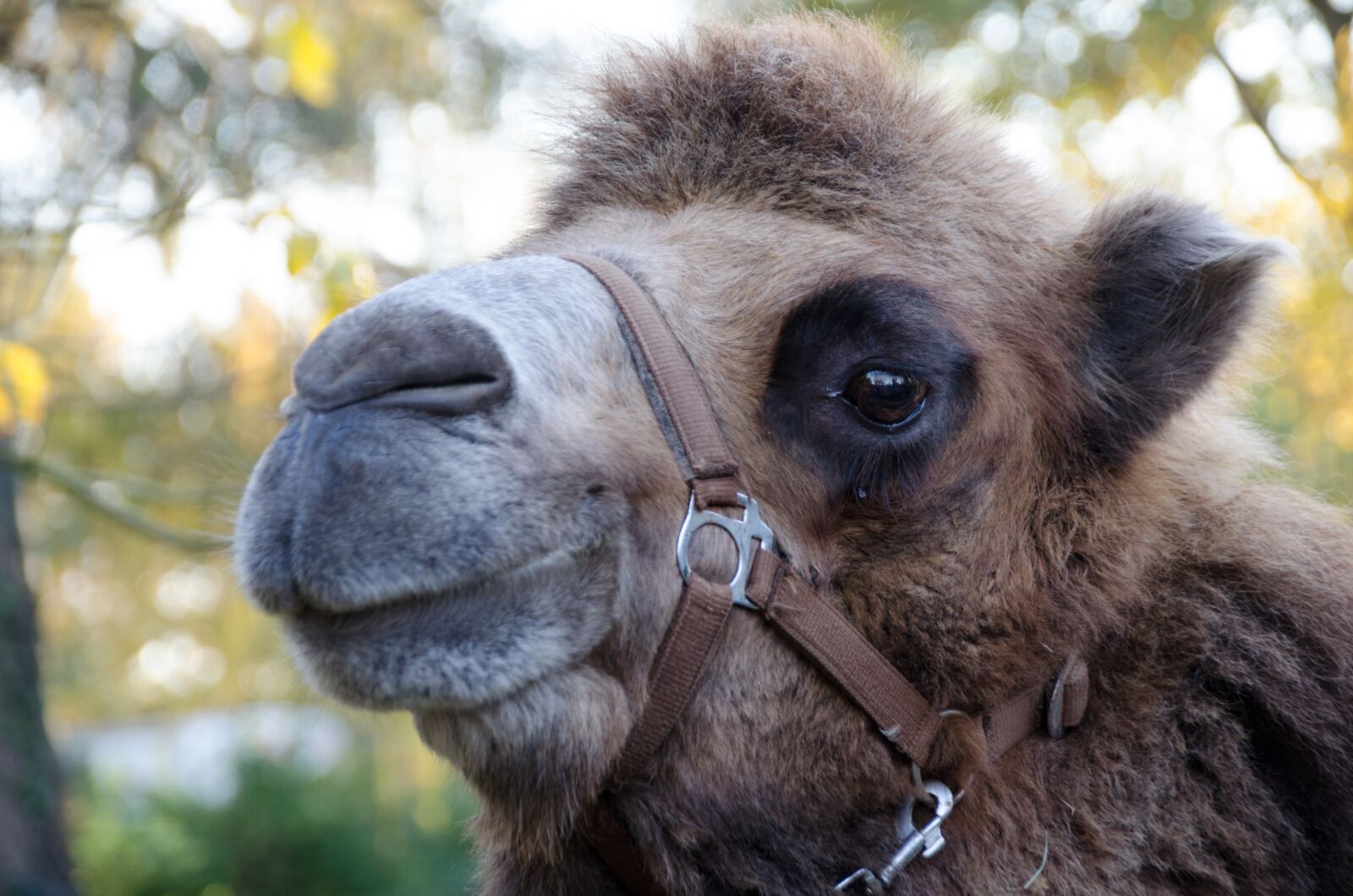 Nikon D5100 sample photo. Camel, zoo, animal photography