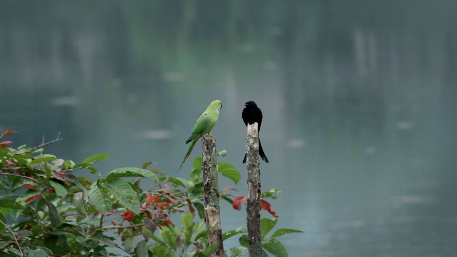 Canon EOS 1300D (EOS Rebel T6 / EOS Kiss X80) sample photo. India, kerala, parrot photography