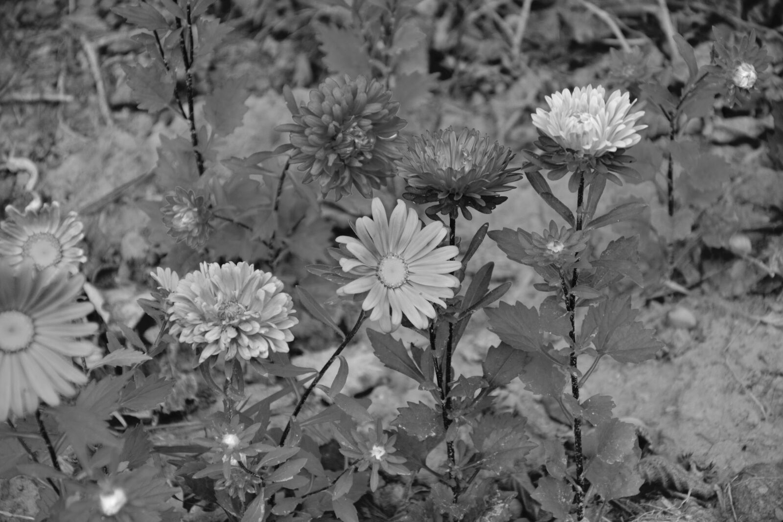 Nikon D5200 sample photo. Flowers, flower, photo black photography
