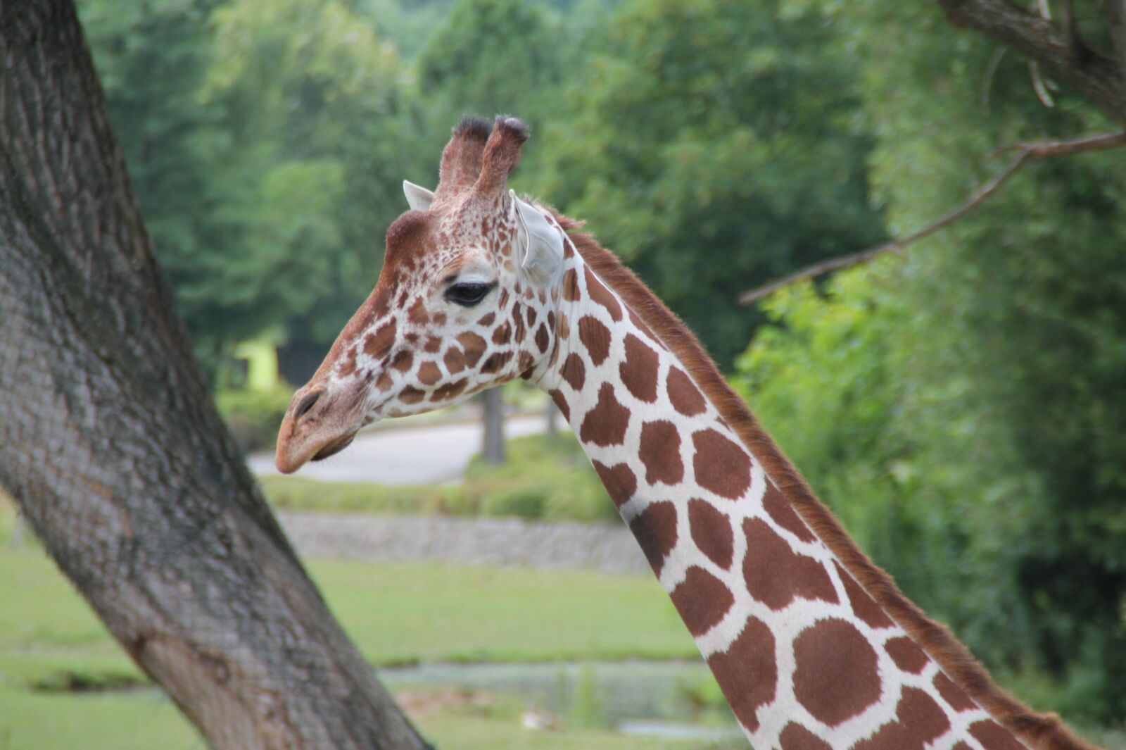 Canon EOS 1100D (EOS Rebel T3 / EOS Kiss X50) sample photo. Giraffe, animal, zoo photography