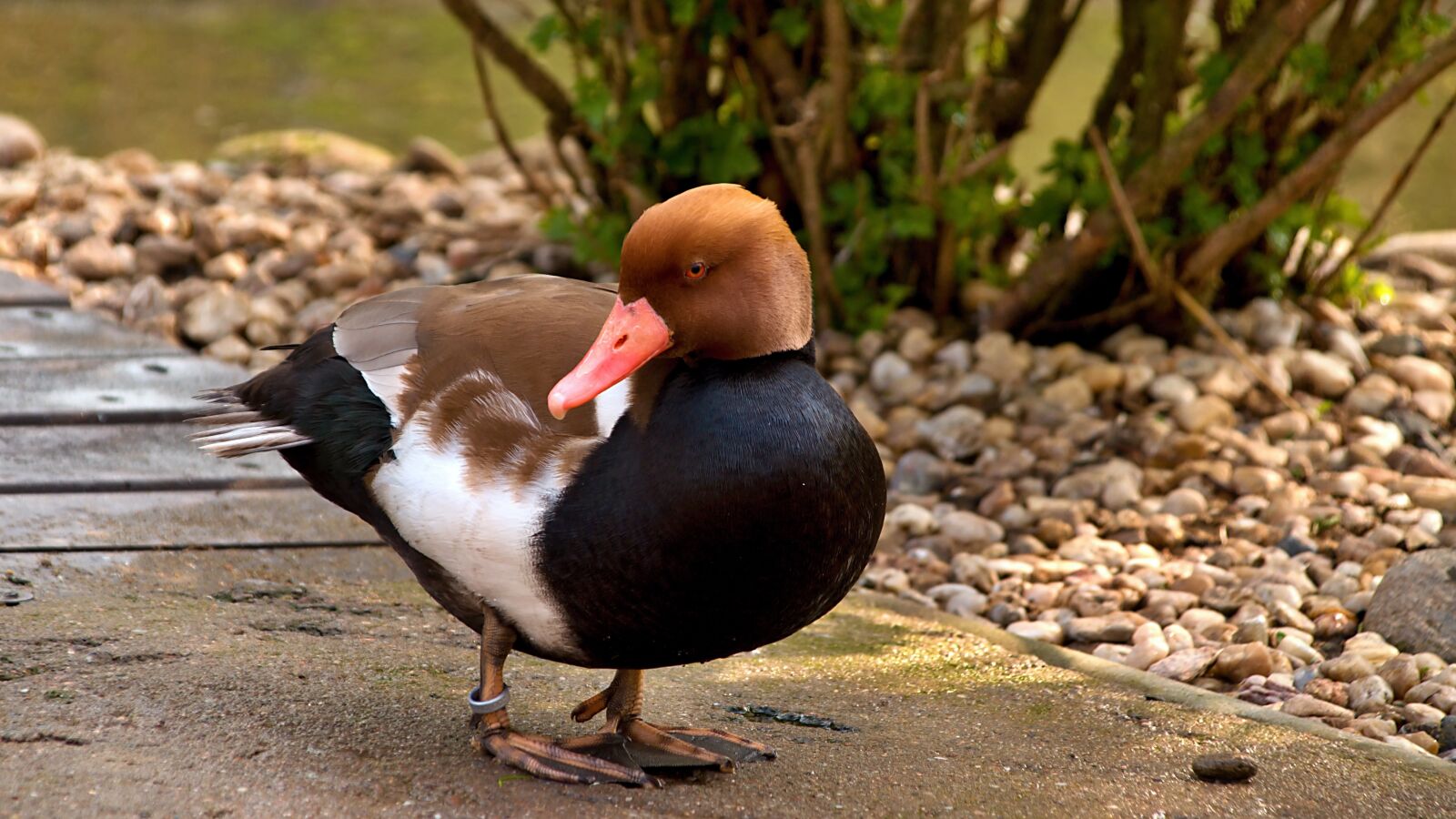 18.00 - 200.00 mm f/3.5 - 6.3 sample photo. Duck, water, ducks photography