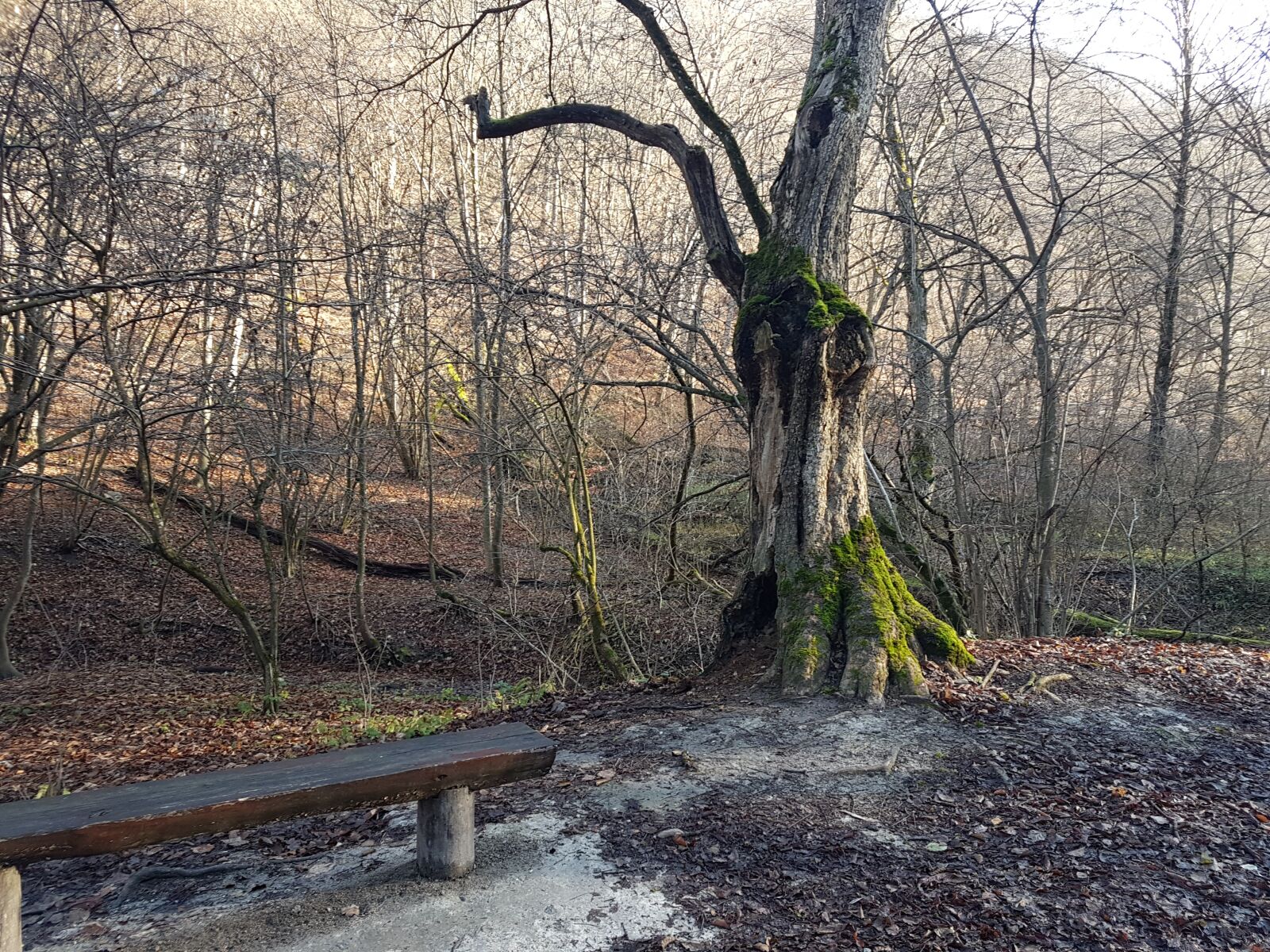 Samsung Galaxy S7 Edge sample photo. Wood, forest, pad photography