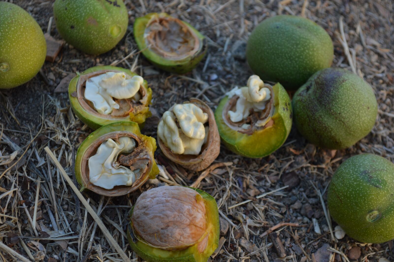 Nikon D3200 sample photo. Yesil walnut, fresh walnuts photography