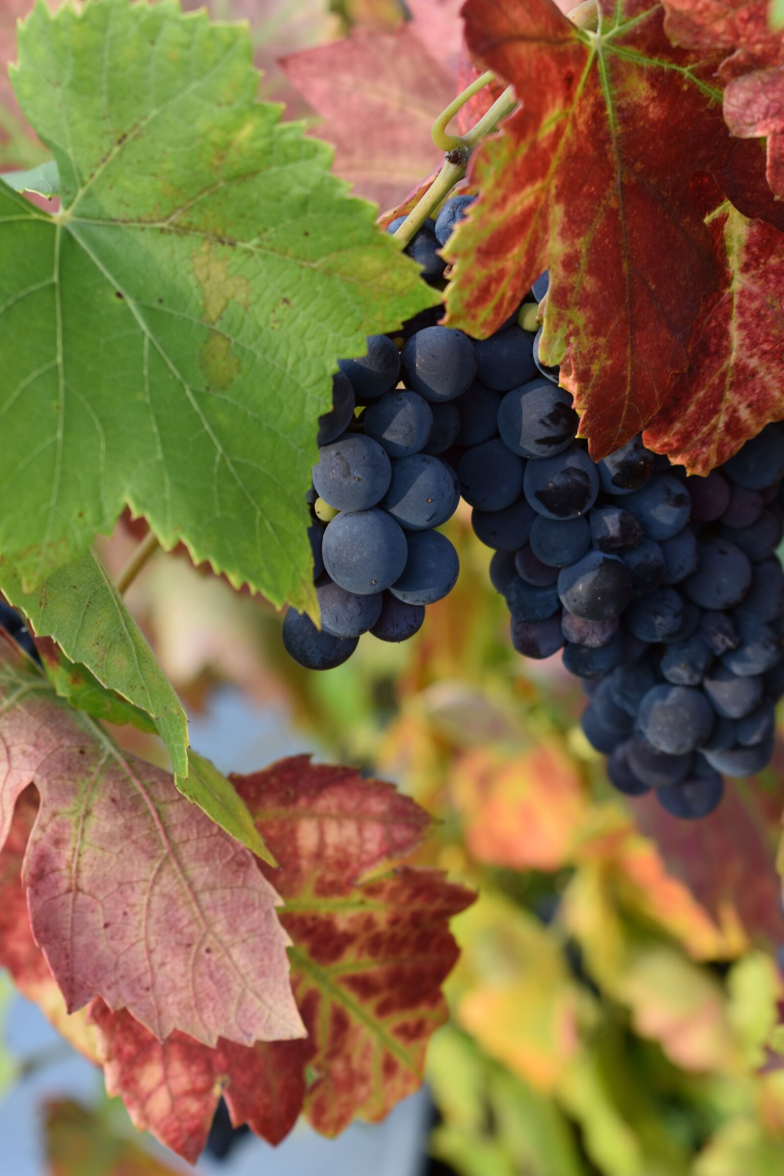 Nikon D3400 sample photo. Grapes, bunch of grapes photography