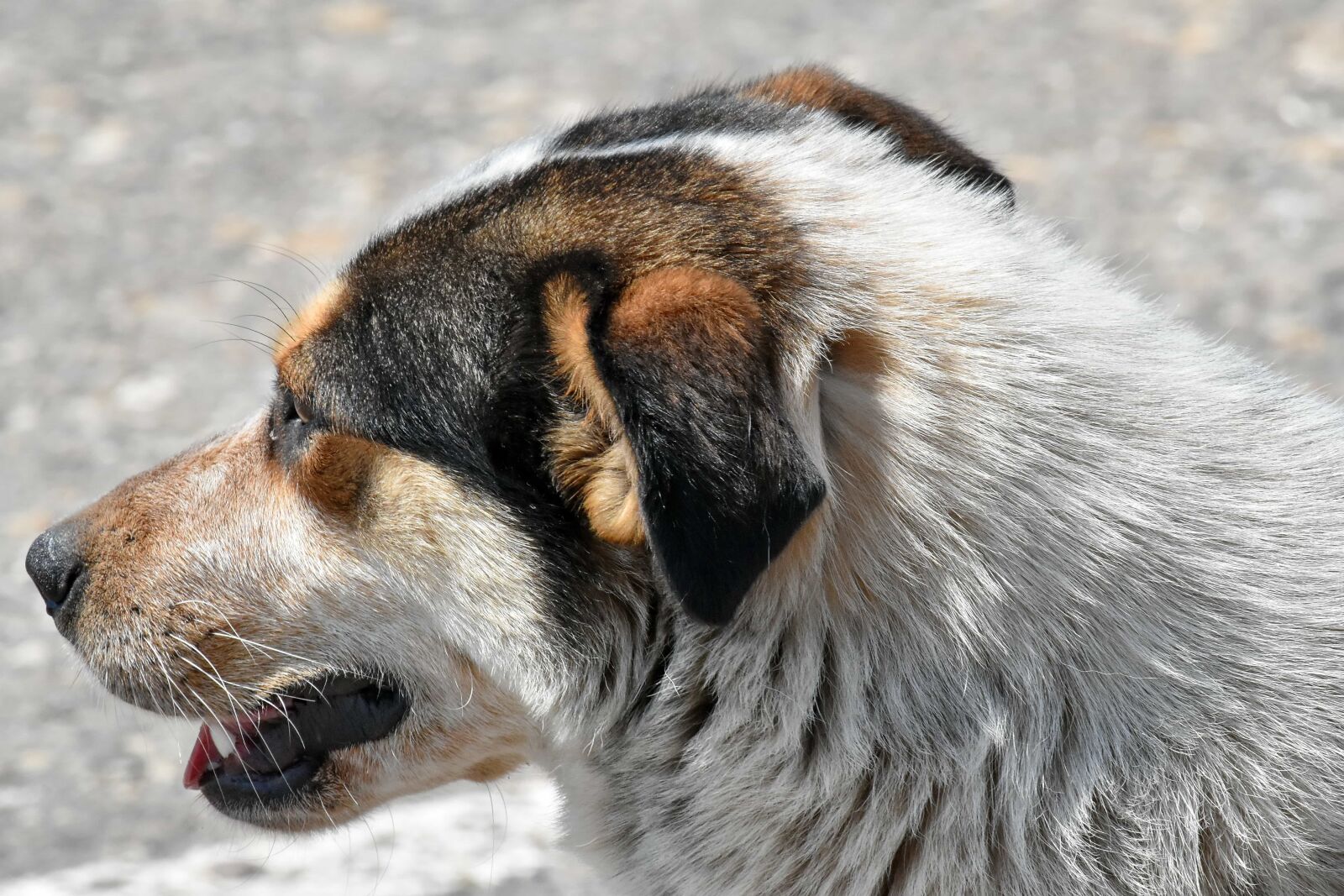 Nikon D5500 sample photo. Dog, side view, fur photography