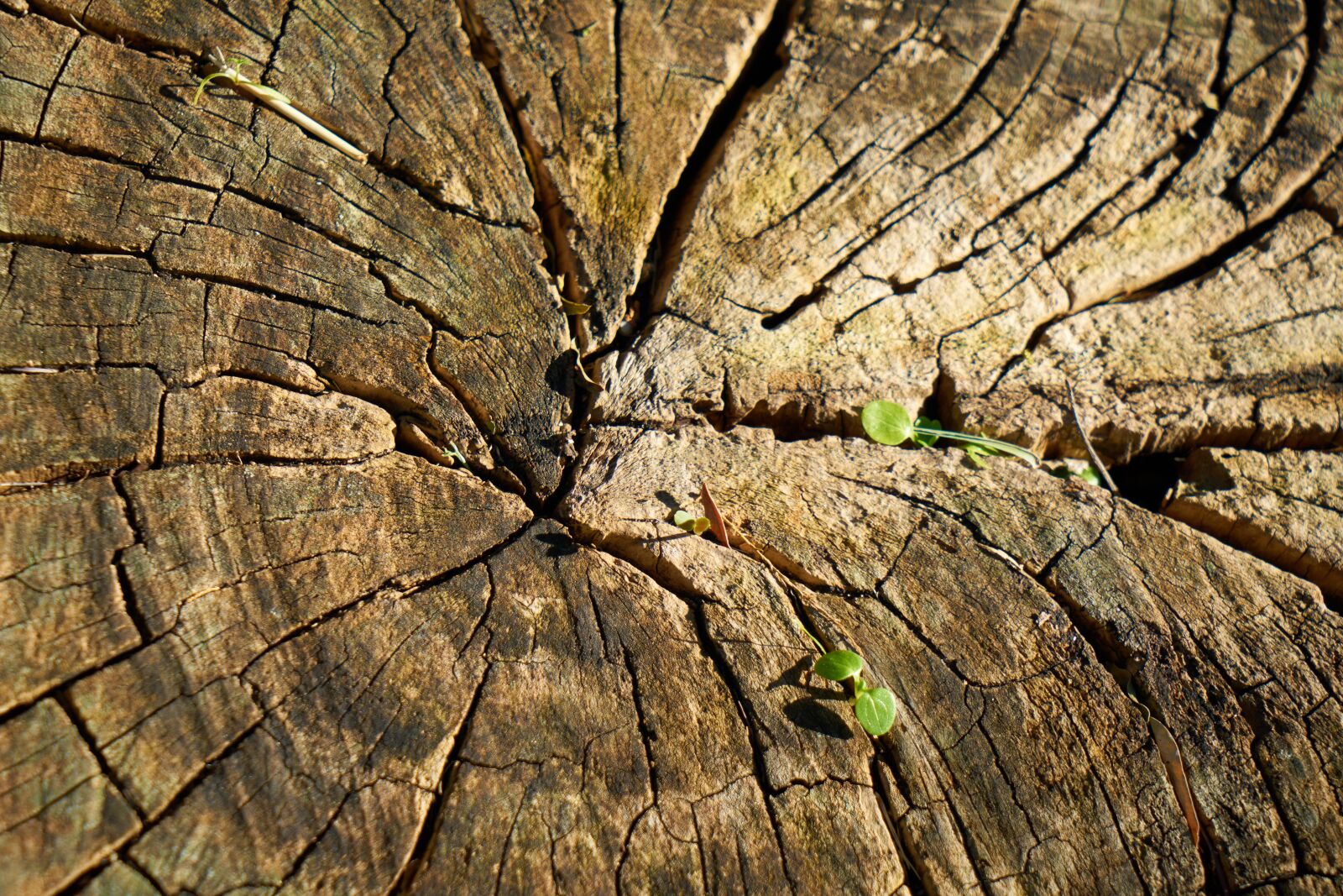 Sony a7R II sample photo. Tree, wood-fibre boards, wood photography