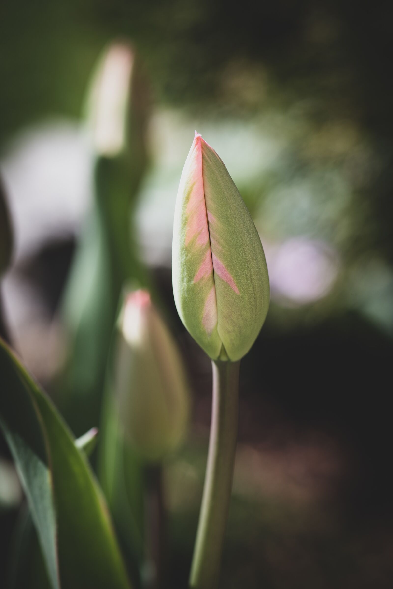 Nikon D750 sample photo. Tulip, bud, blossom photography