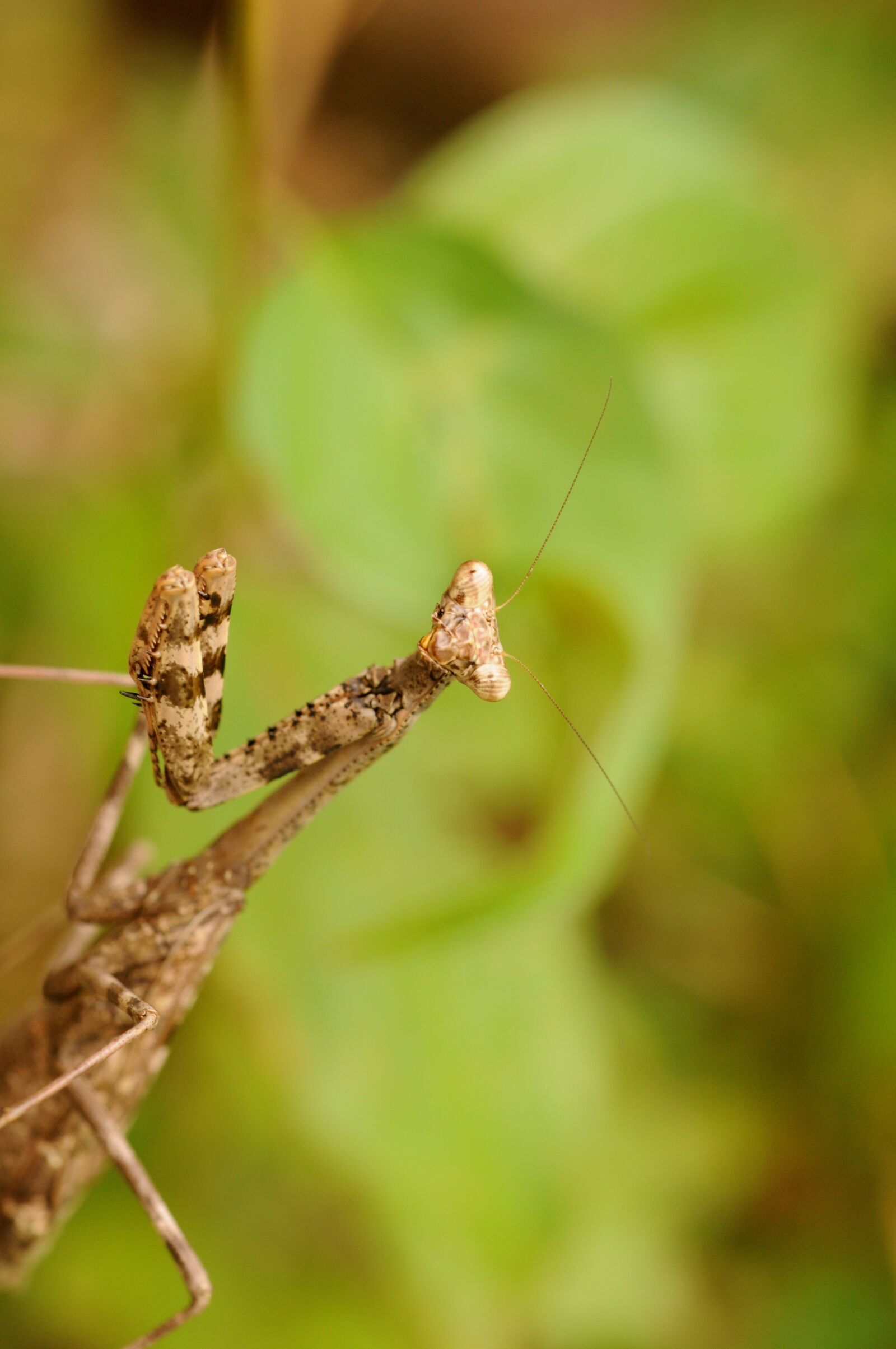 Nikon D90 sample photo. Insect, pray mantis, nature photography