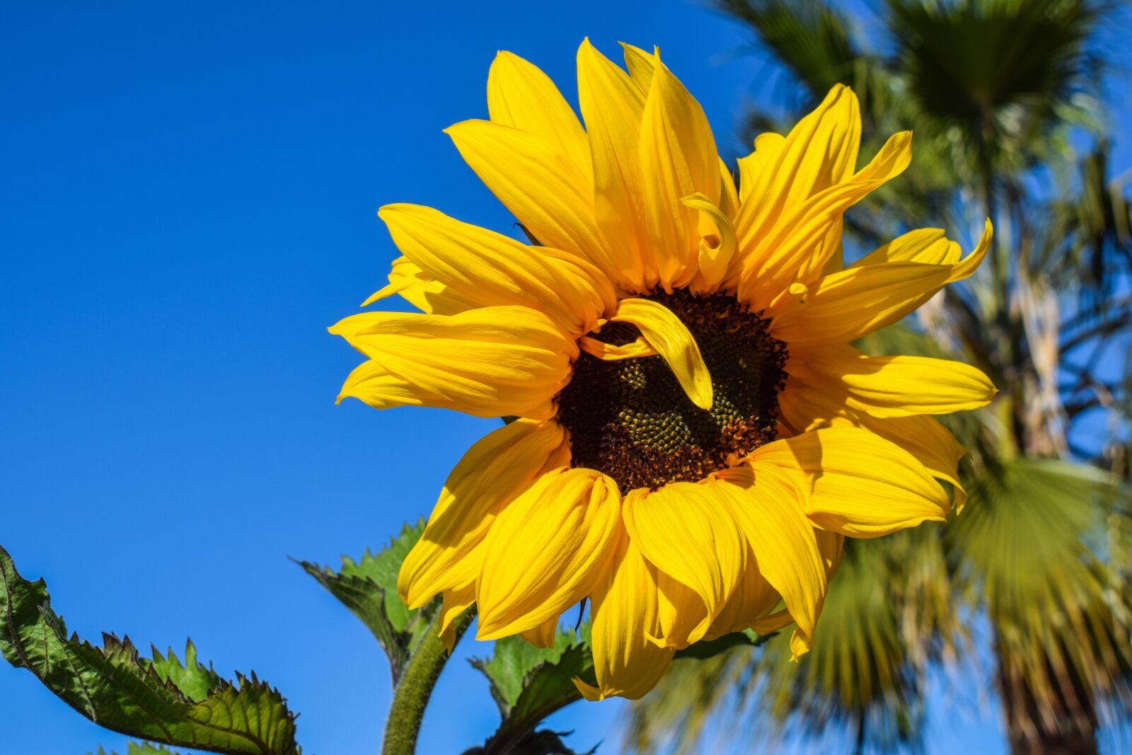 Nikon D3300 sample photo. Sunflower, yellow, blossom photography