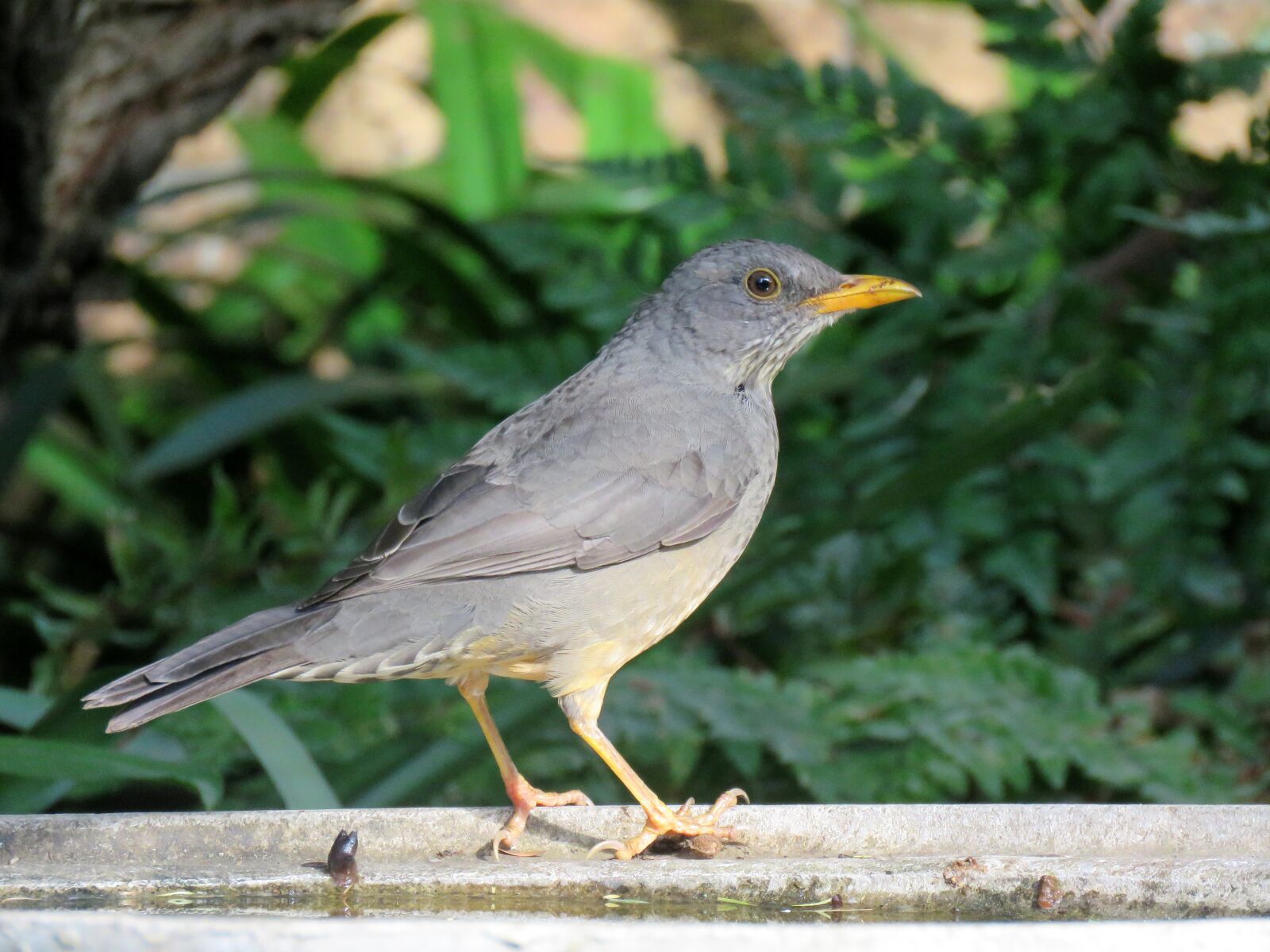 Canon PowerShot SX60 HS sample photo. Bird, thrush, olive thrush photography