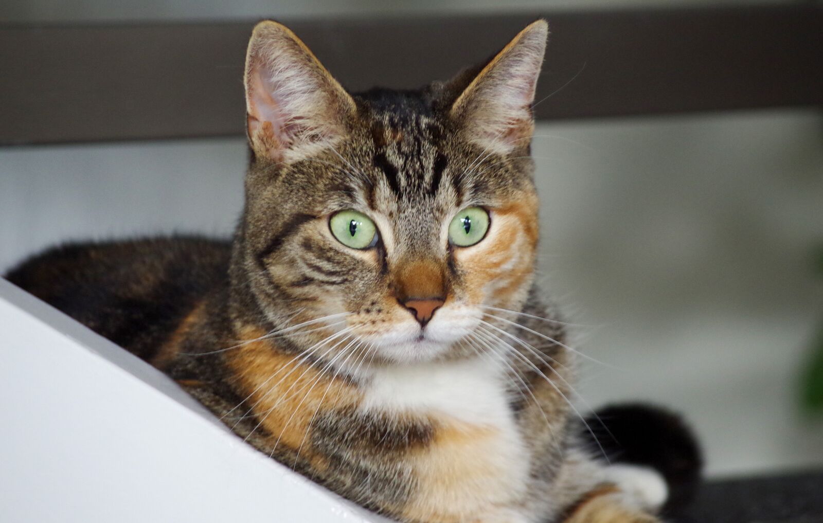 Pentax K-30 sample photo. Cat, cats, animal photography