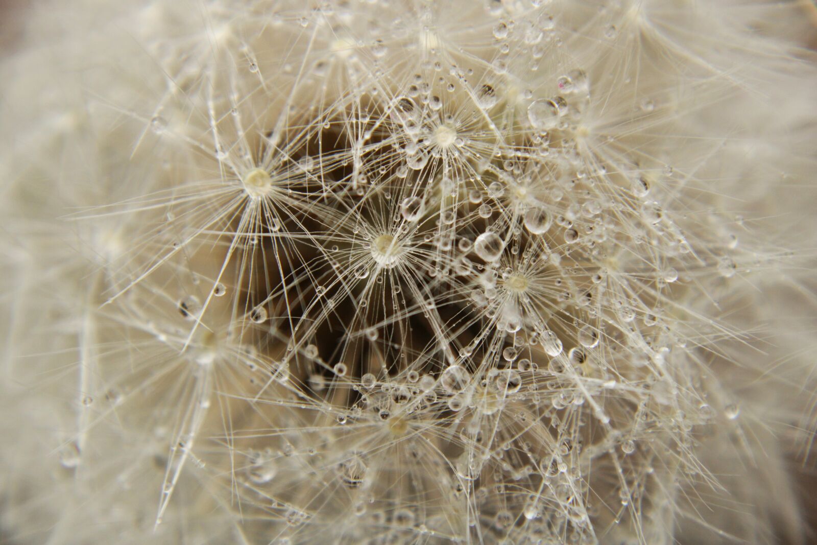 Canon EOS 2000D (EOS Rebel T7 / EOS Kiss X90 / EOS 1500D) sample photo. Dandelion, close up, meadow photography