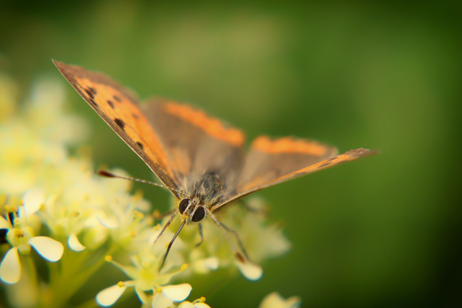 Canon EOS 650D (EOS Rebel T4i / EOS Kiss X6i) sample photo. Butterfly, nature, insect photography