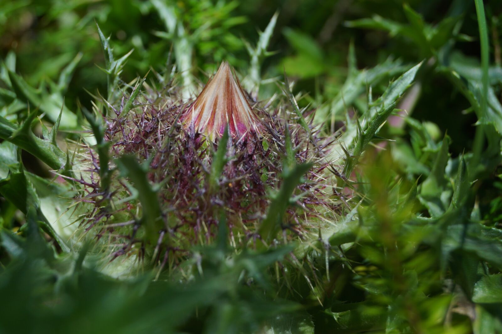 Sony DT 18-55mm F3.5-5.6 SAM II sample photo. Silver thistle, thistle, plant photography