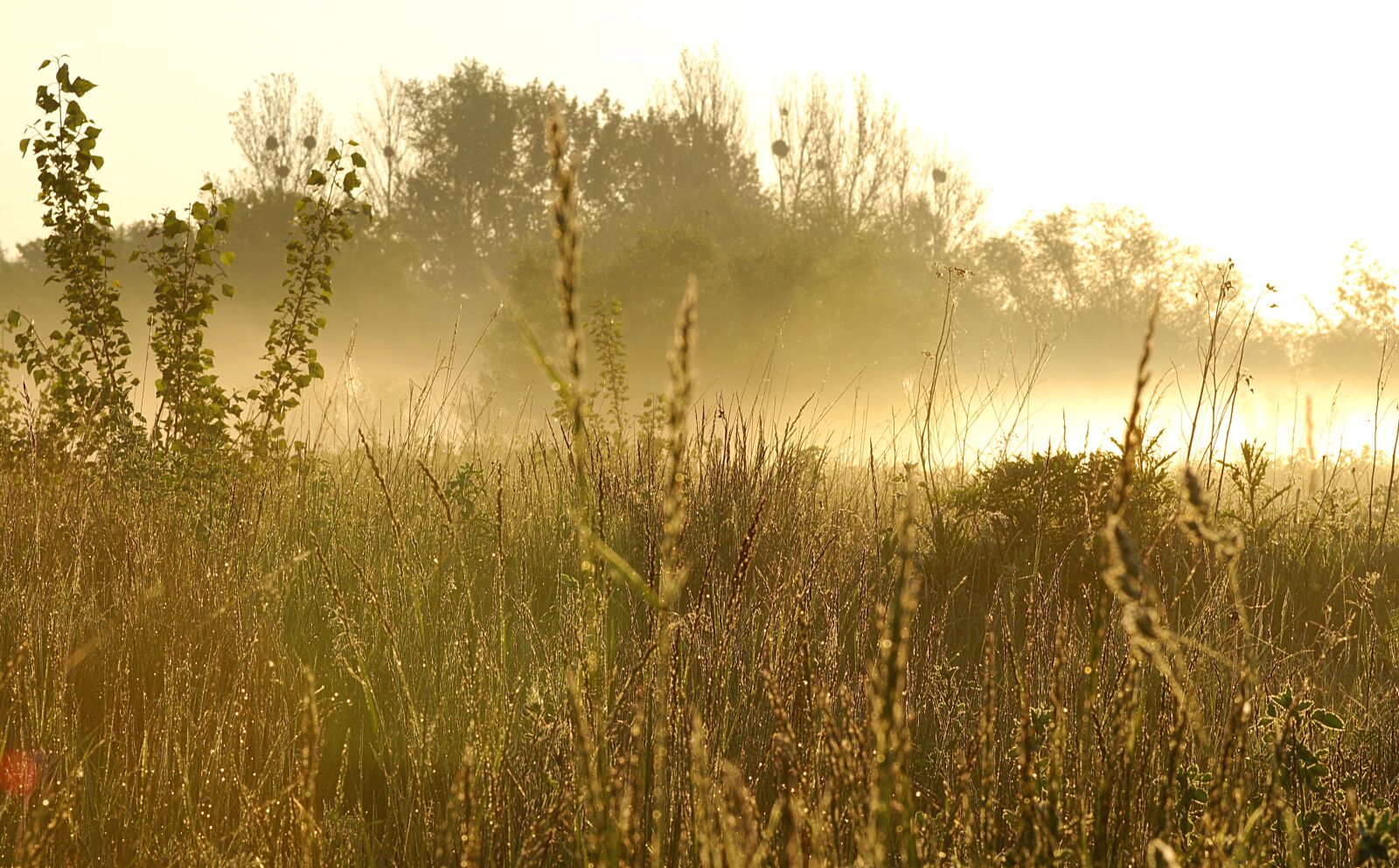 Pentax K-S2 sample photo. The fog, dawn, grass photography