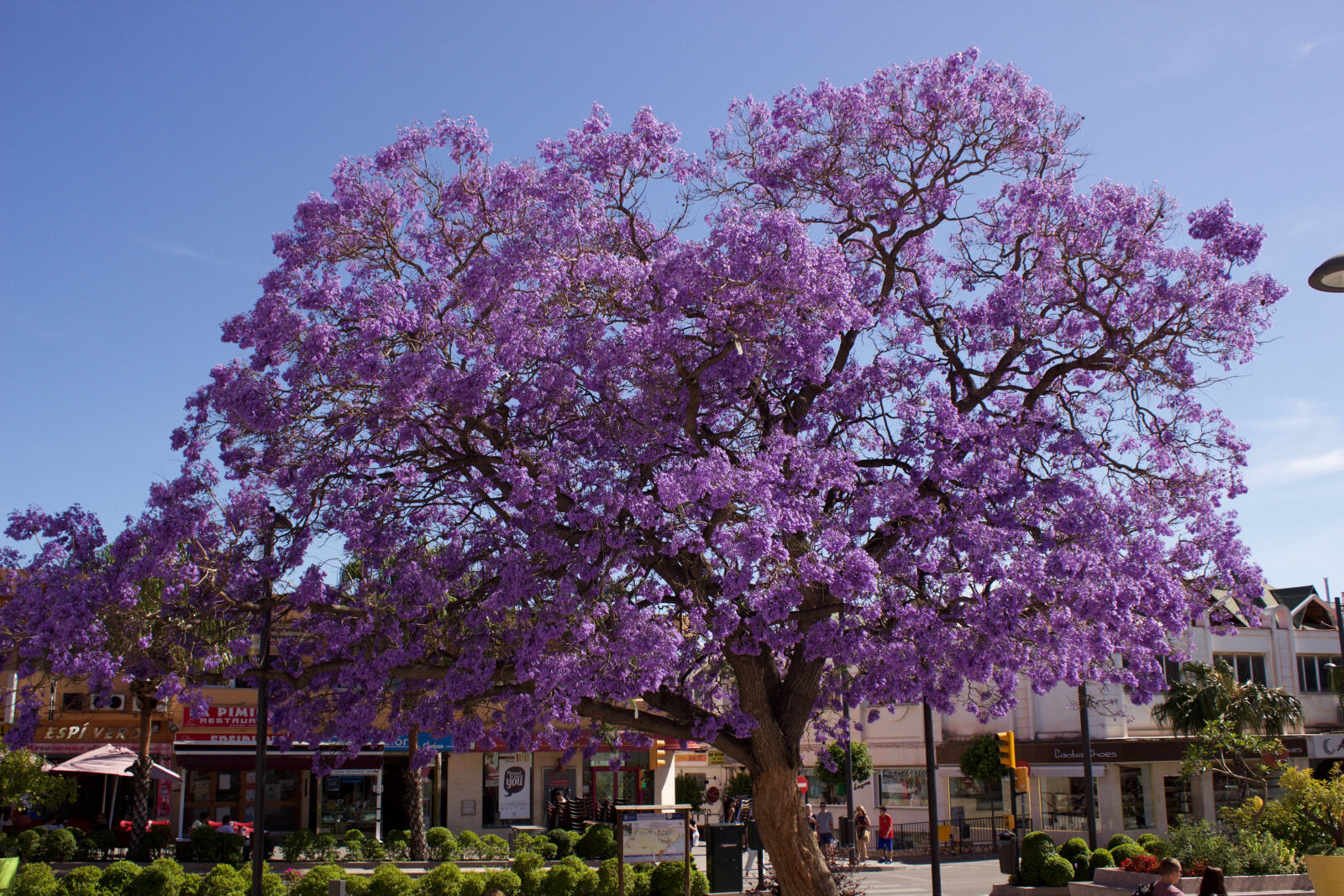Canon EOS 600D (Rebel EOS T3i / EOS Kiss X5) sample photo. Arbol, fotografiando, jacaranda, lorenzoesteban photography