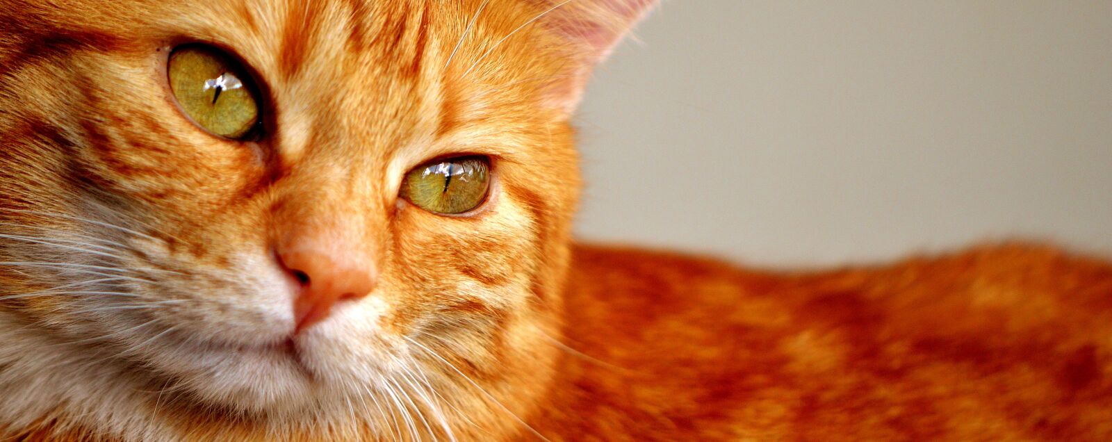 Nikon D3200 sample photo. Cat, red, mackerel photography