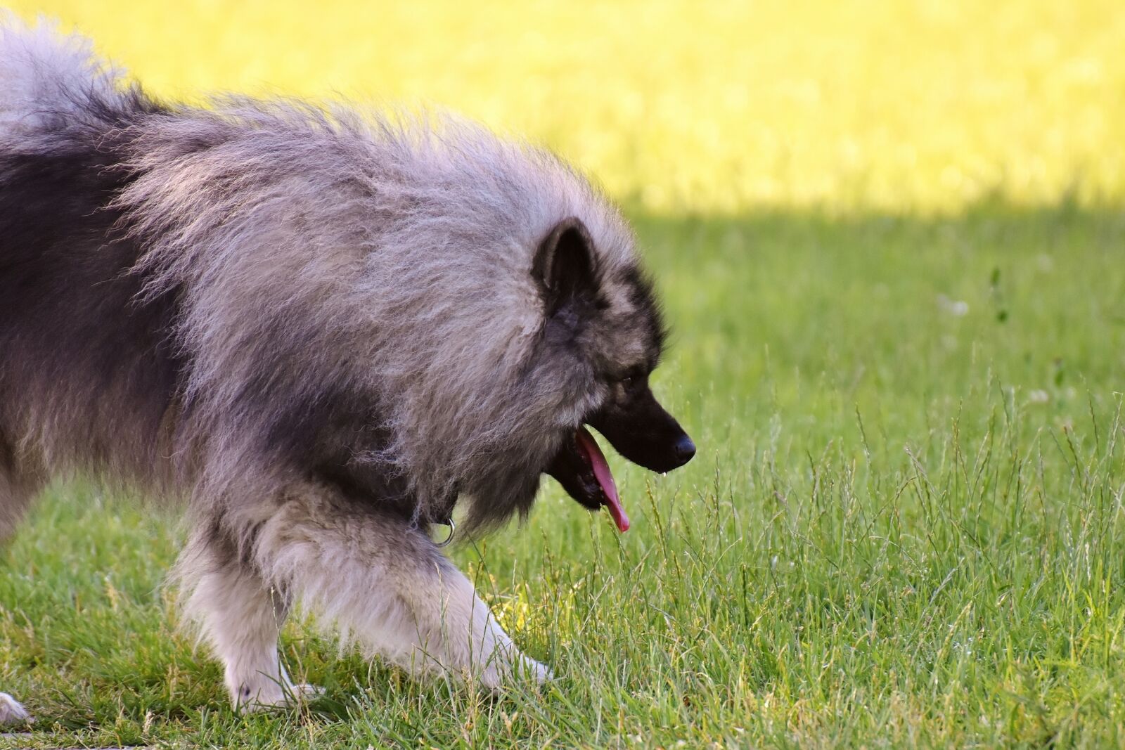 Nikon D7200 sample photo. Keeshond, race, dog photography