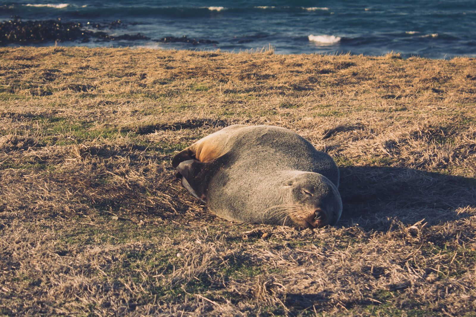 Canon EOS 600D (Rebel EOS T3i / EOS Kiss X5) sample photo. Seal, fur seal, new photography
