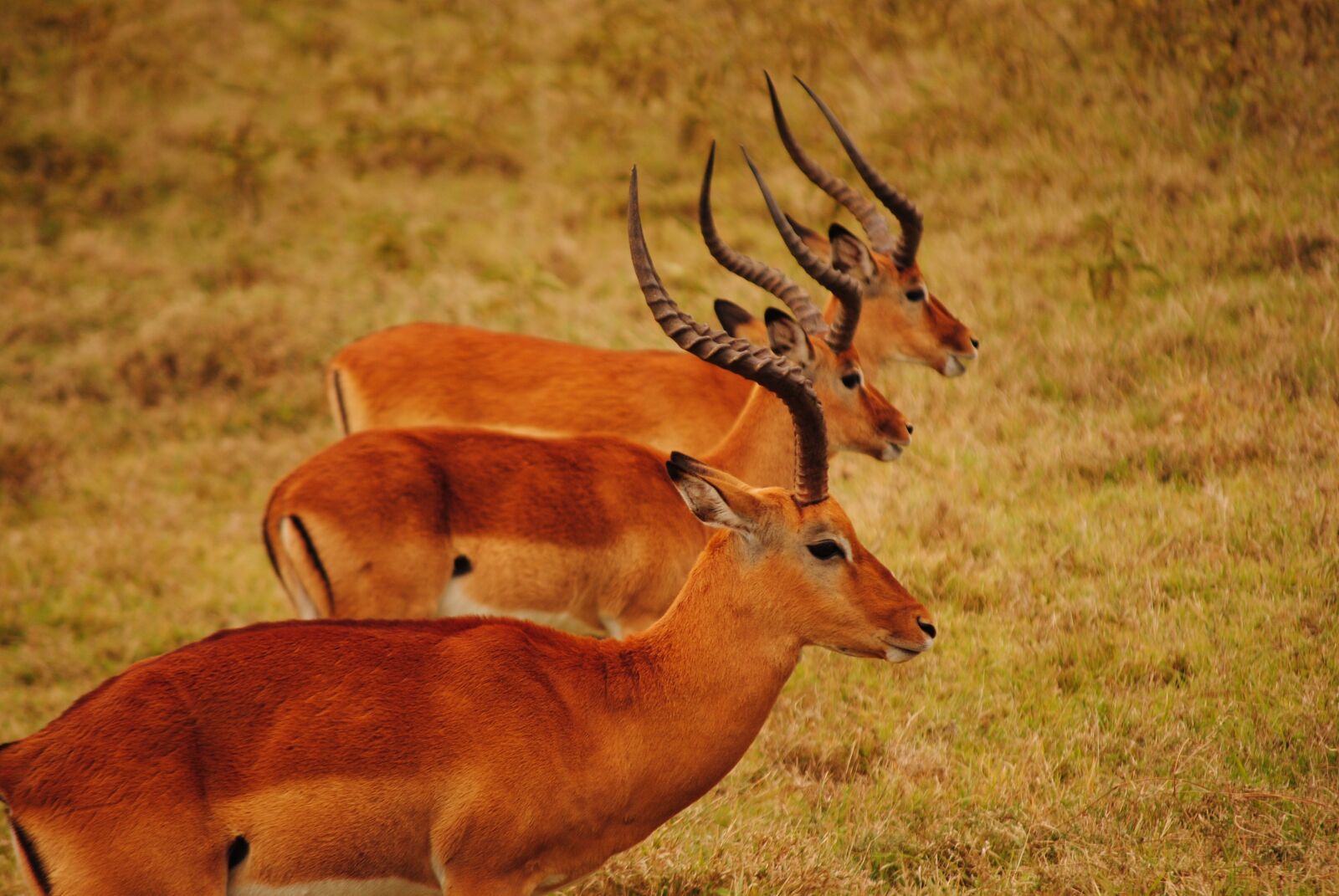 Nikon D3000 sample photo. Kenya, savannah, mara photography