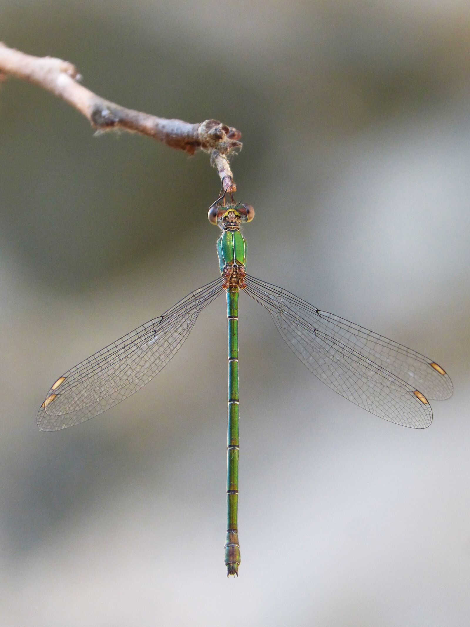 Panasonic DMC-FZ62 sample photo. Dragonfly, green dragonfly, winged photography